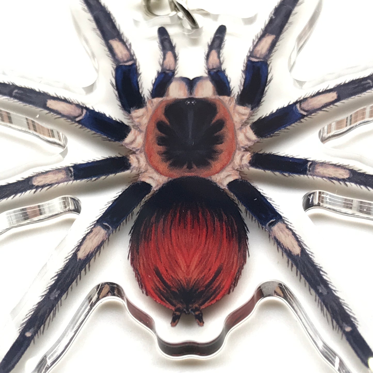 Captain America tarantula keychain featuring Hapalotremus Vilcanota acrylic charm by The Silk Ranch, showcasing vibrant colors and detailed design.