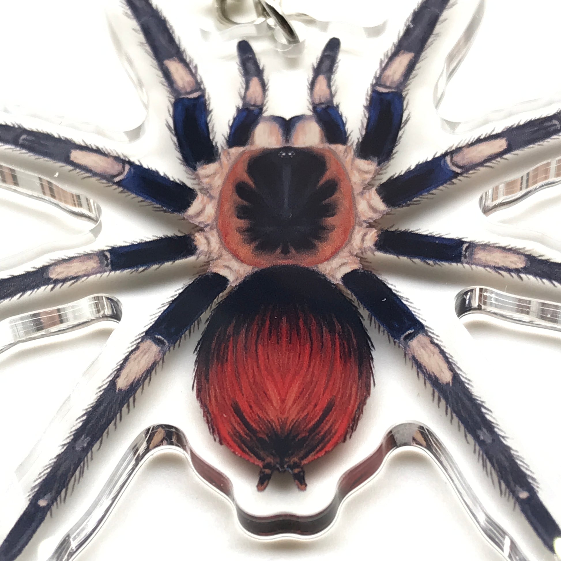 Captain America tarantula keychain featuring Hapalotremus Vilcanota acrylic charm by The Silk Ranch, showcasing vibrant colors and detailed design.