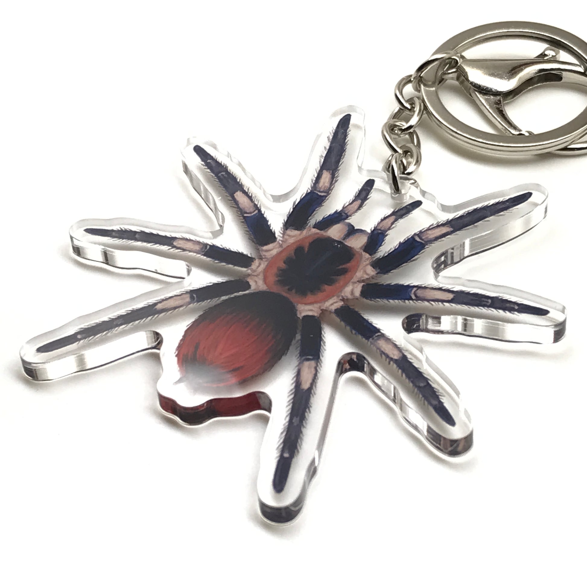 Captain America tarantula keychain featuring Hapalotremus Vilcanota acrylic charm, with detailed spider design on a keyring.