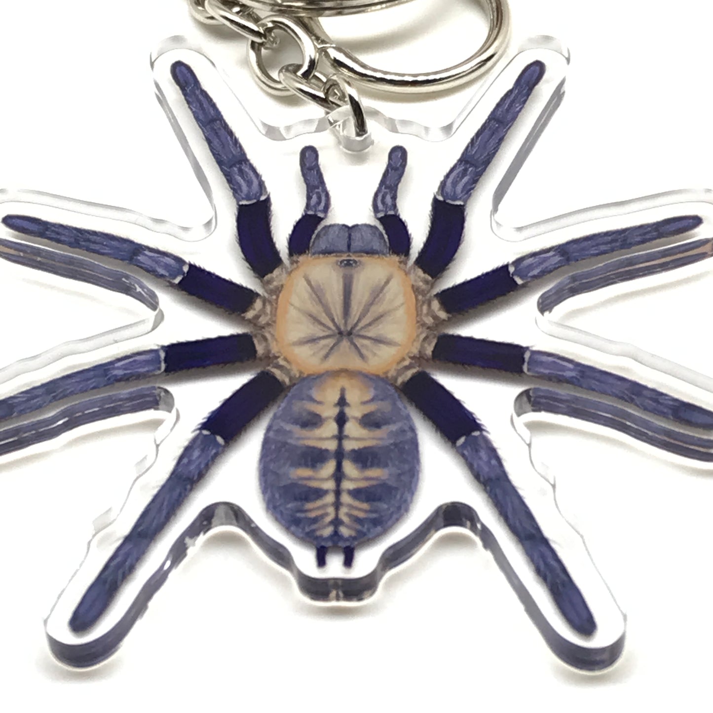 Malaysian Blue Femur Tarantula Cyriopagopus Robustus keychain with acrylic charm, featuring vibrant blue coloration and detailed spider design.