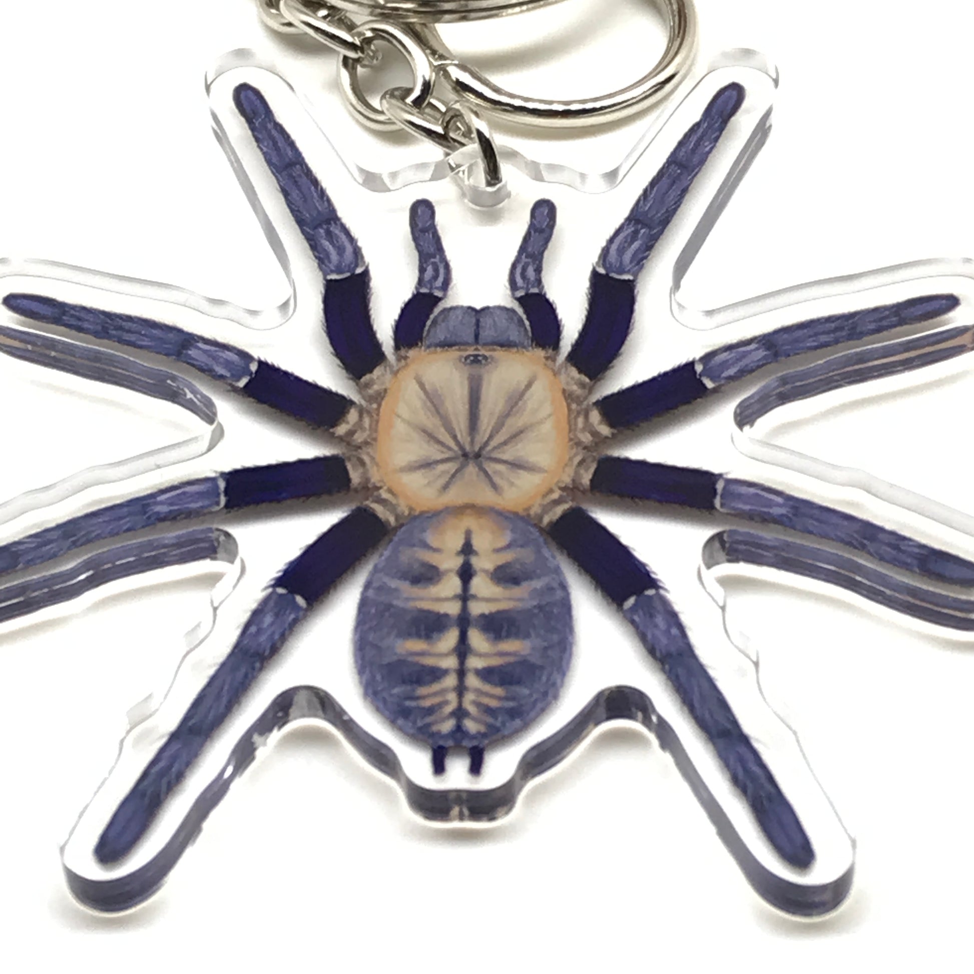 Malaysian Blue Femur Tarantula Cyriopagopus Robustus keychain with acrylic charm, featuring vibrant blue coloration and detailed spider design.