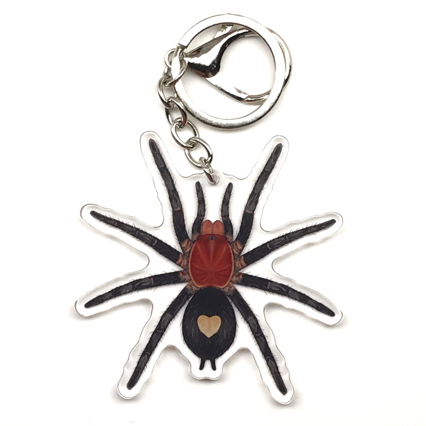 Peruvian Dwarf Tarantula Keychain, Cyriocosmus Sellatus Acrylic Charm from The Silk Ranch