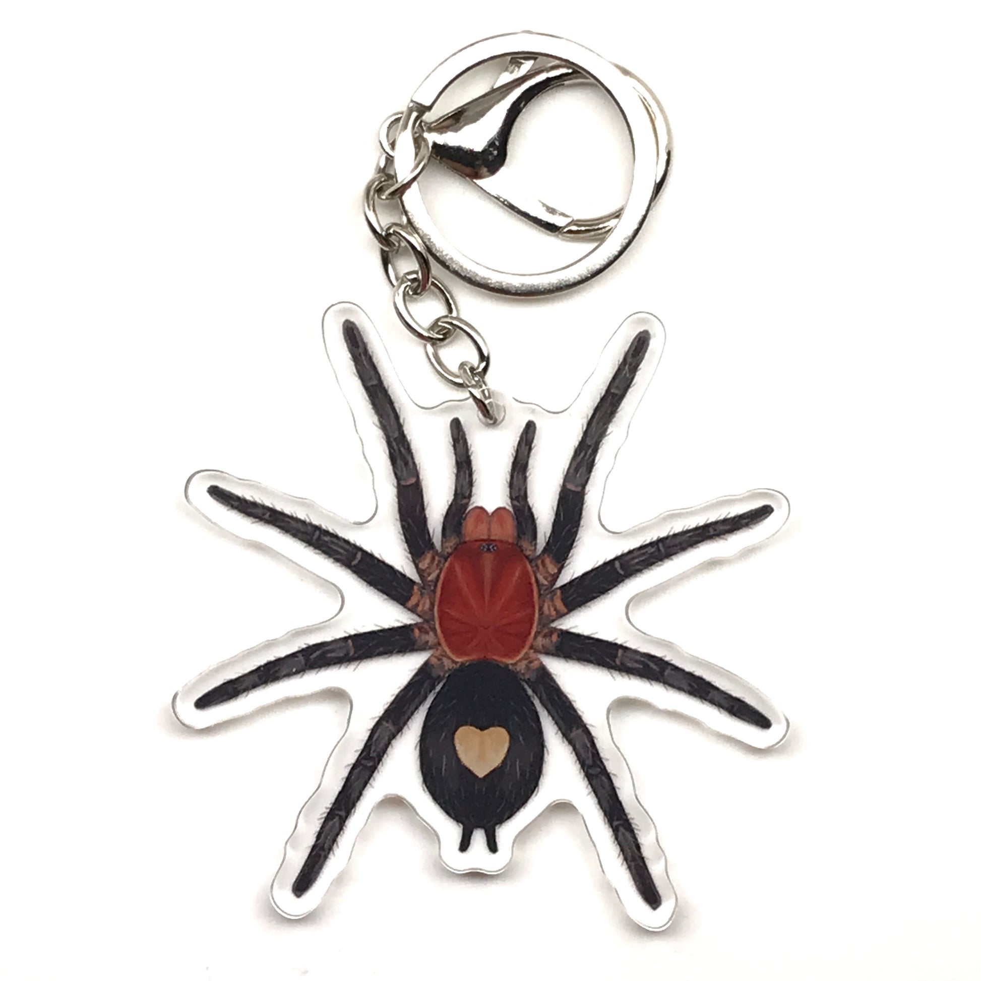 Peruvian Dwarf Tarantula Keychain, Cyriocosmus Sellatus Acrylic Charm from The Silk Ranch