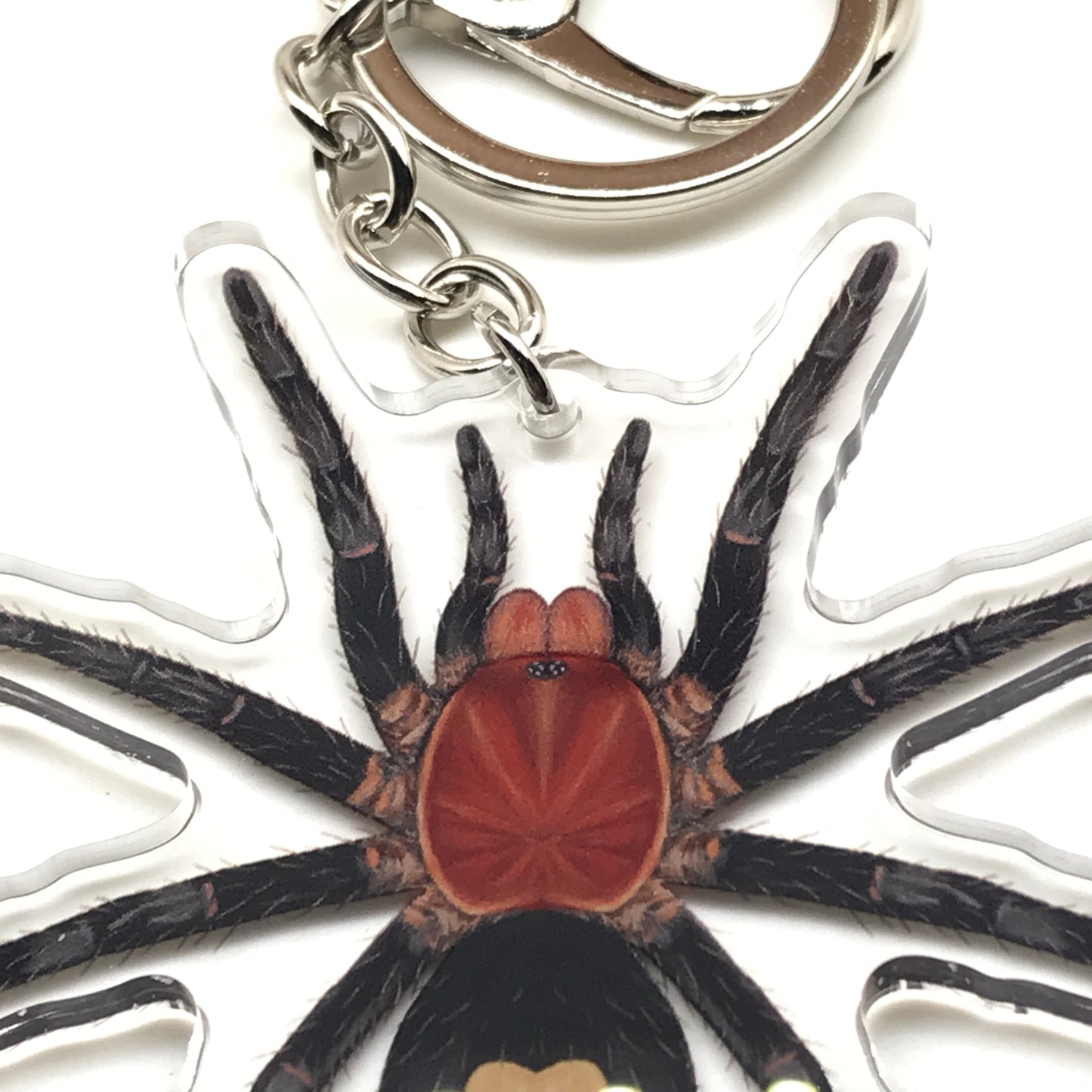 Peruvian Dwarf Tarantula Keychain, Cyriocosmus Sellatus Acrylic Charm from The Silk Ranch