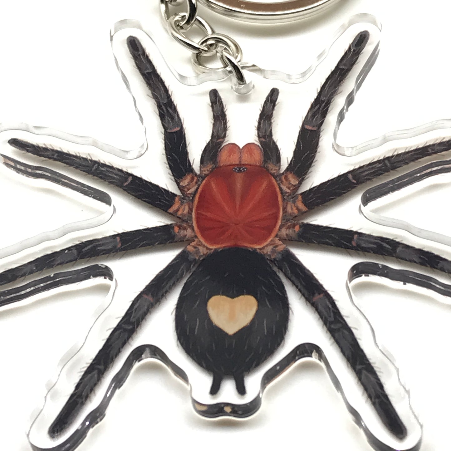 Peruvian Dwarf Tarantula Keychain, Cyriocosmus Sellatus Acrylic Charm from The Silk Ranch