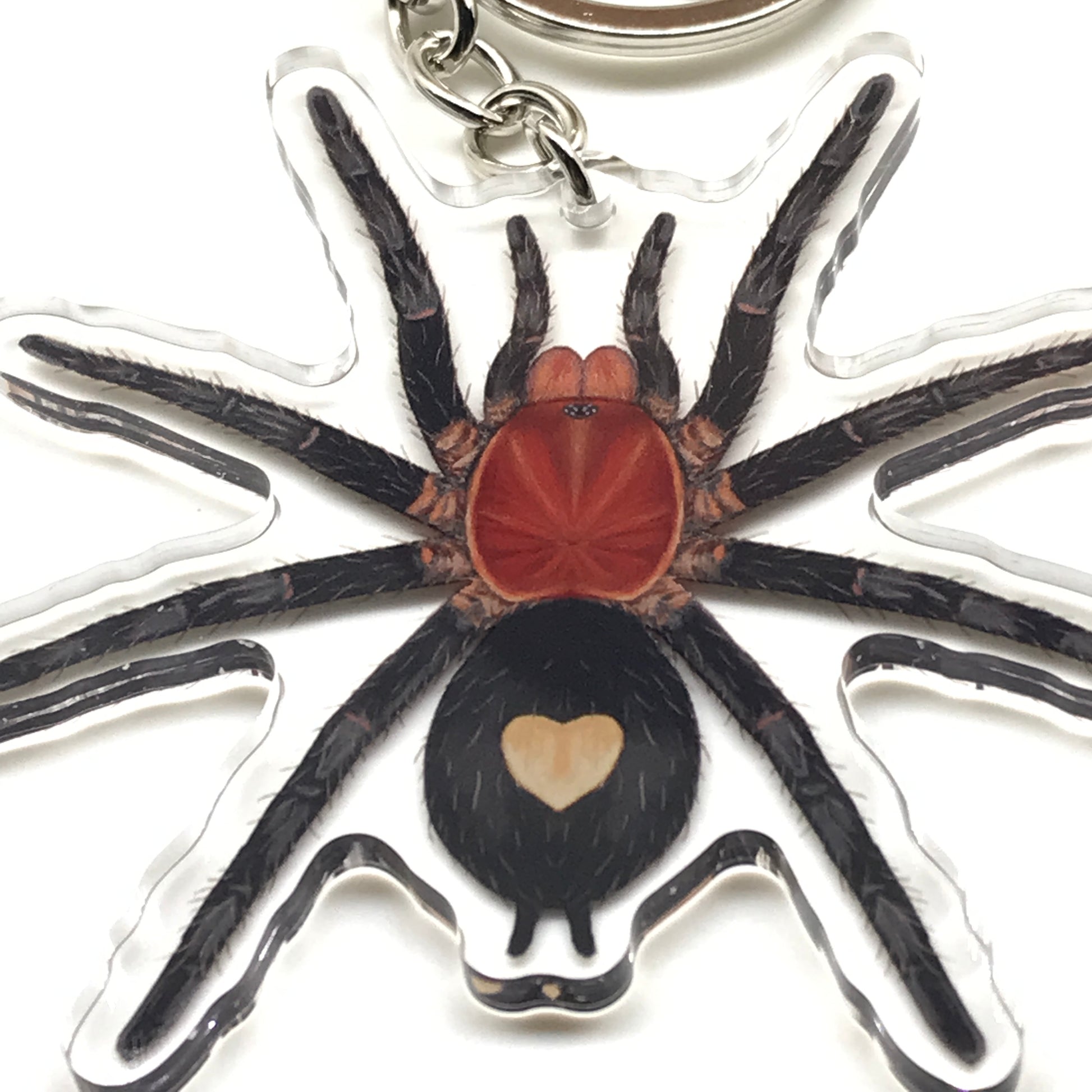 Peruvian Dwarf Tarantula Keychain, Cyriocosmus Sellatus Acrylic Charm from The Silk Ranch