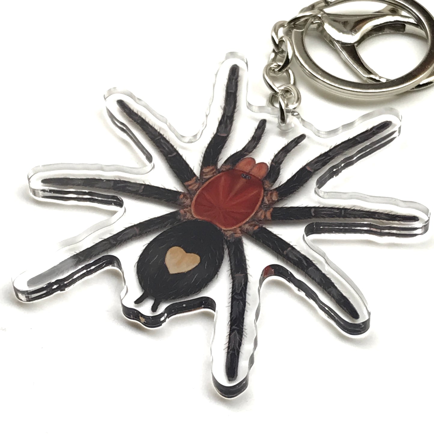 Peruvian Dwarf Tarantula Keychain, Cyriocosmus Sellatus Acrylic Charm from The Silk Ranch