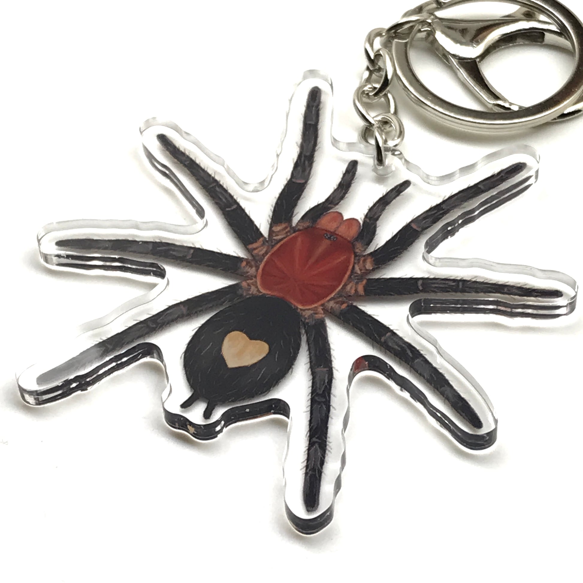 Peruvian Dwarf Tarantula Keychain, Cyriocosmus Sellatus Acrylic Charm from The Silk Ranch