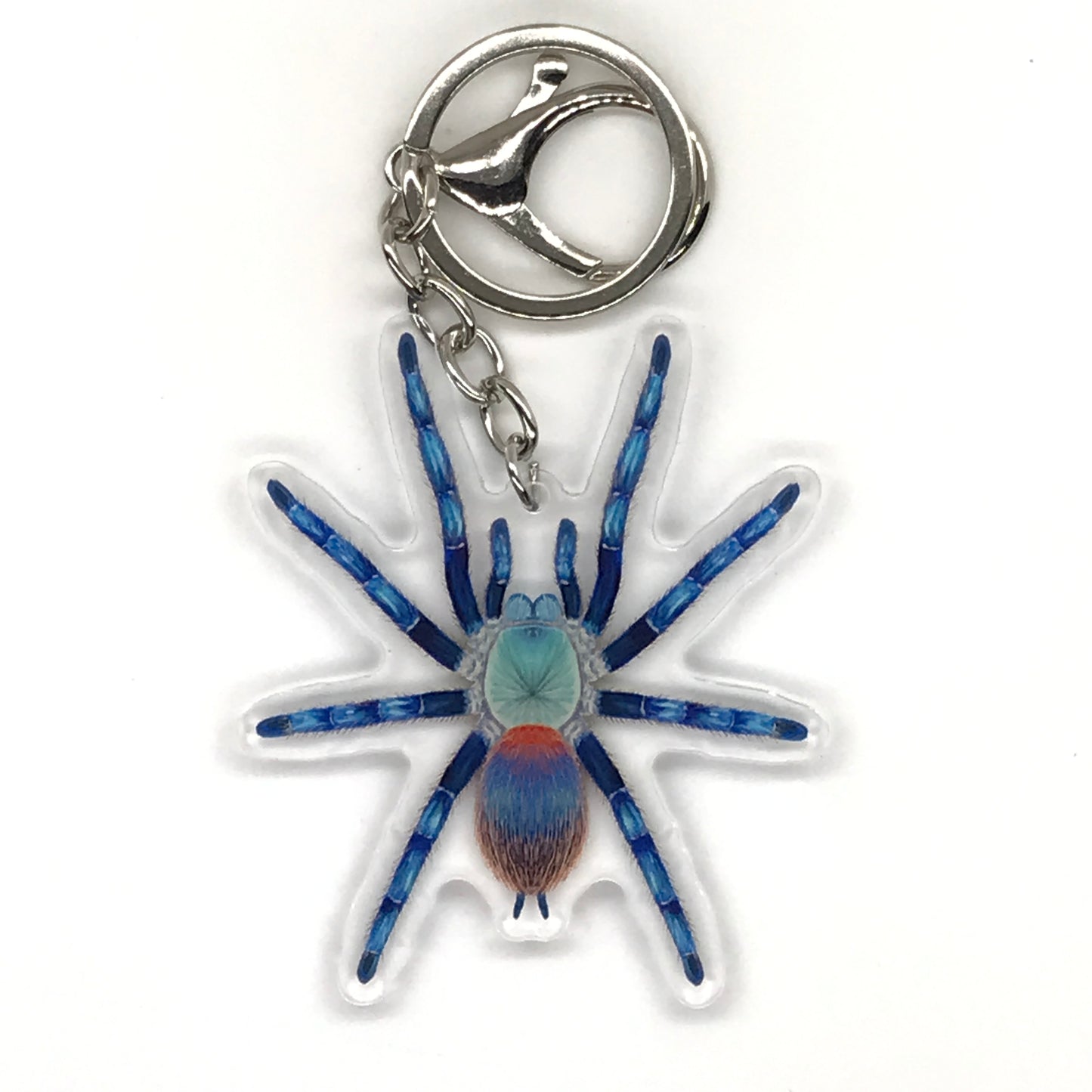 Brazilian Blue Dwarf Beauty Tarantula Keychain, Dolichothele Diamantinensis Acrylic Charm from The Silk Ranch