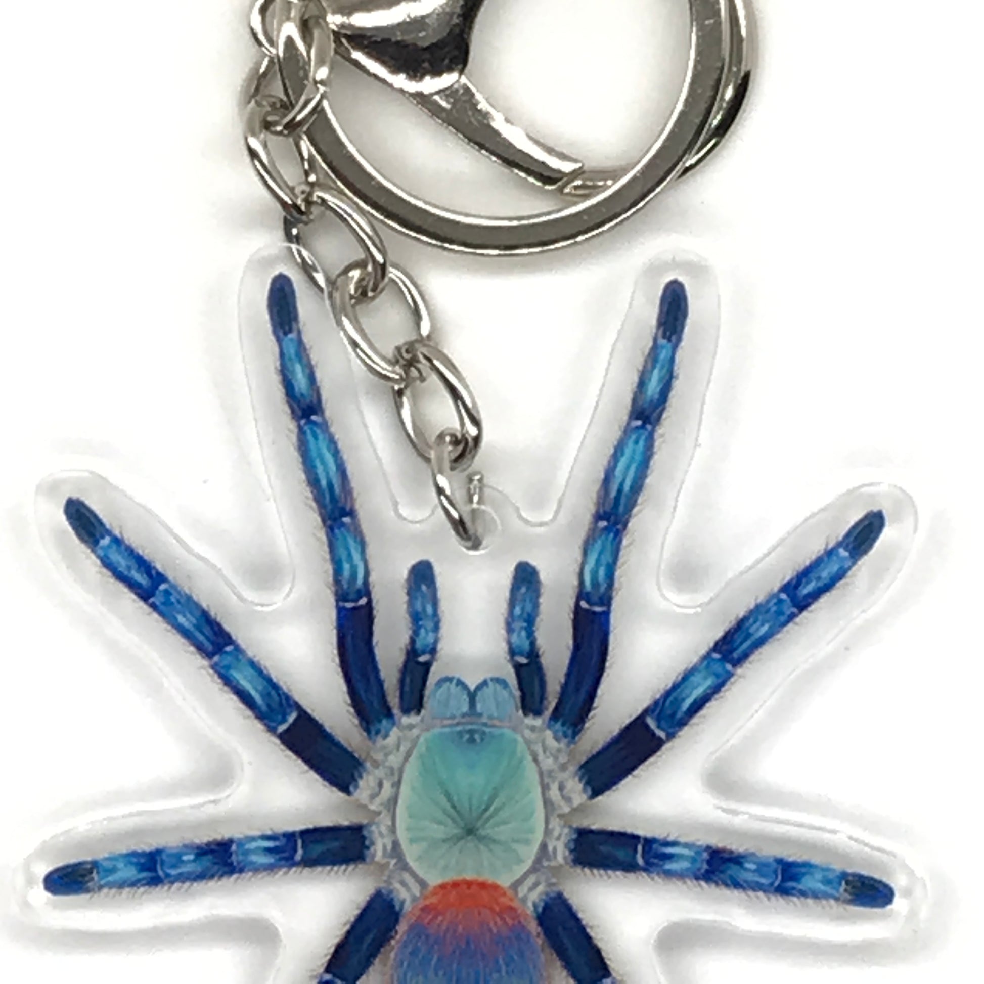Brazilian Blue Dwarf Beauty Tarantula Keychain, Dolichothele Diamantinensis Acrylic Charm from The Silk Ranch