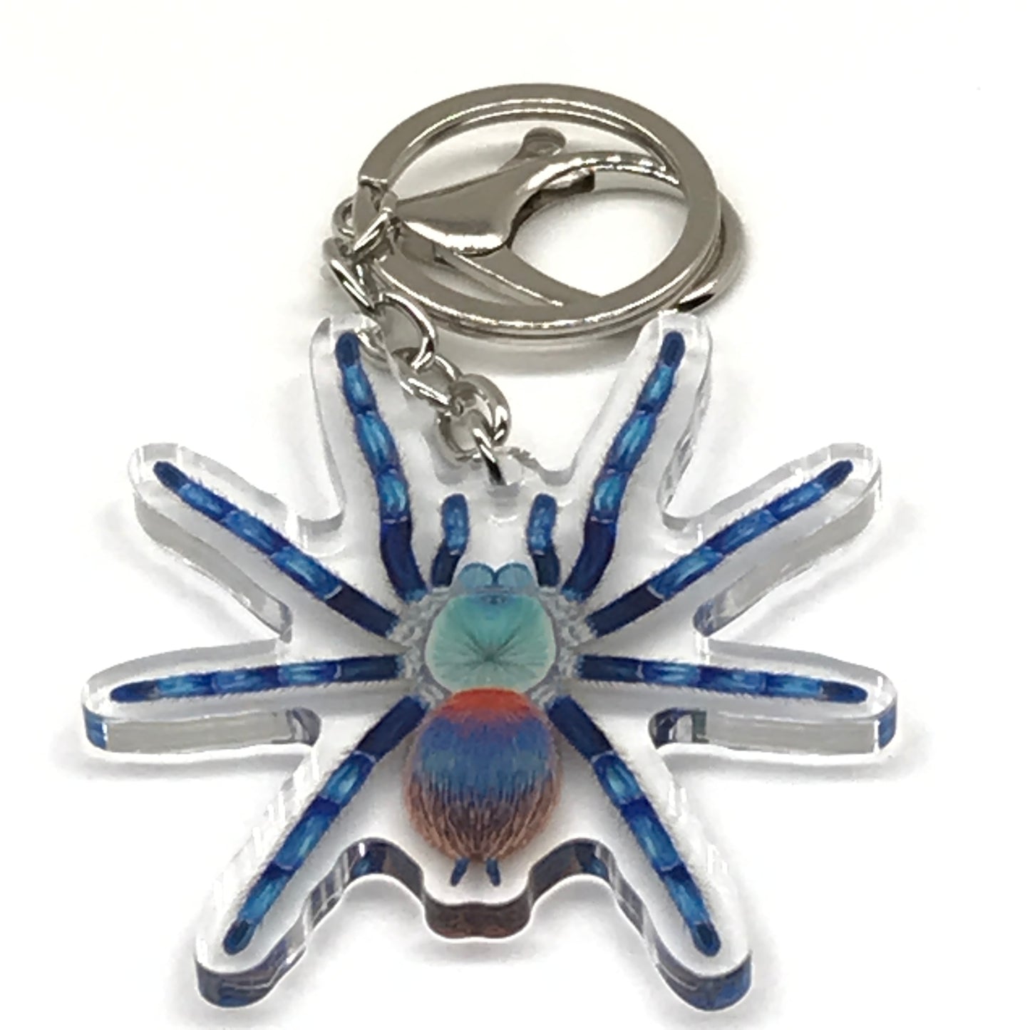 Brazilian Blue Dwarf Beauty Tarantula Keychain, Dolichothele Diamantinensis Acrylic Charm from The Silk Ranch