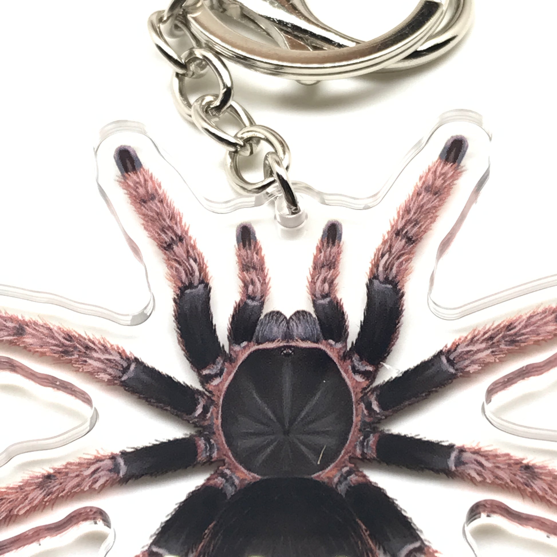 Mexican Pink Tarantula keychain acrylic charm with detailed pink and black Brachypelma Klaasi spider design.