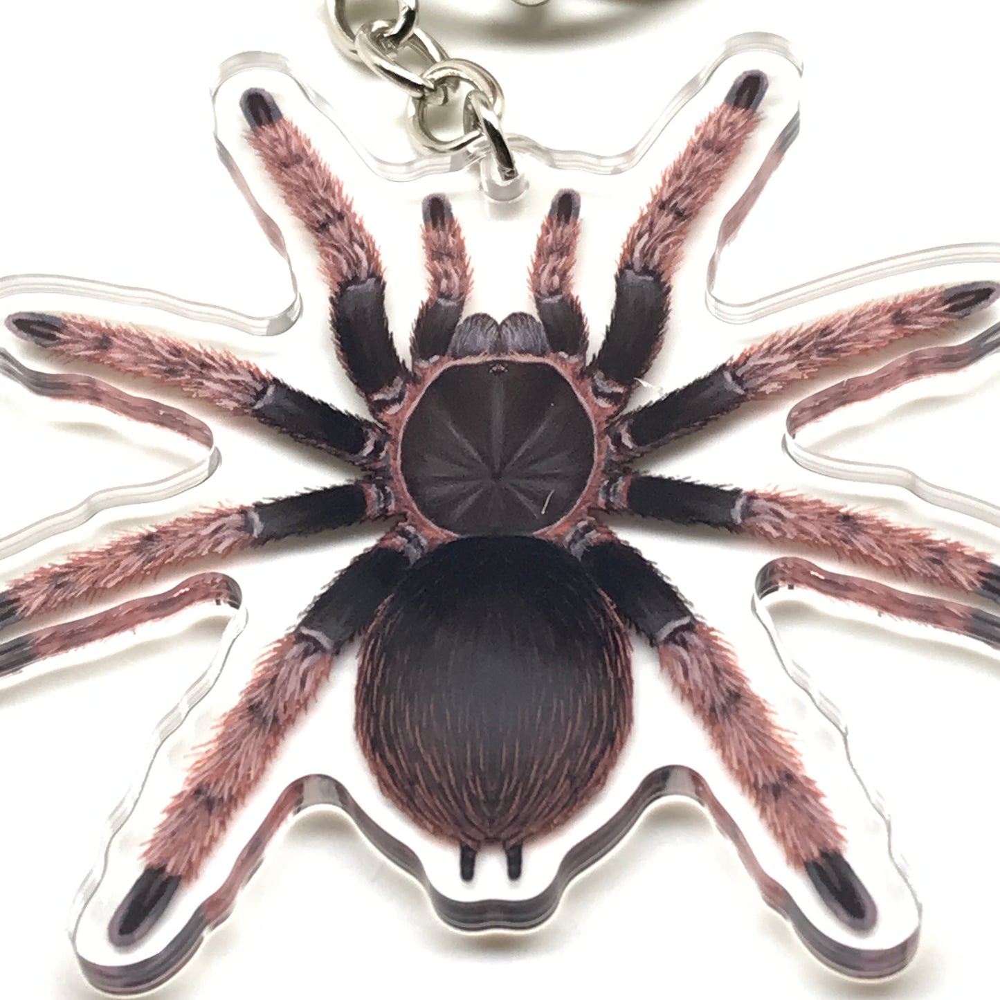 Mexican Pink Tarantula Brachypelma Klaasi acrylic keychain charm with detailed pink and black spider design, new from The Silk Ranch.