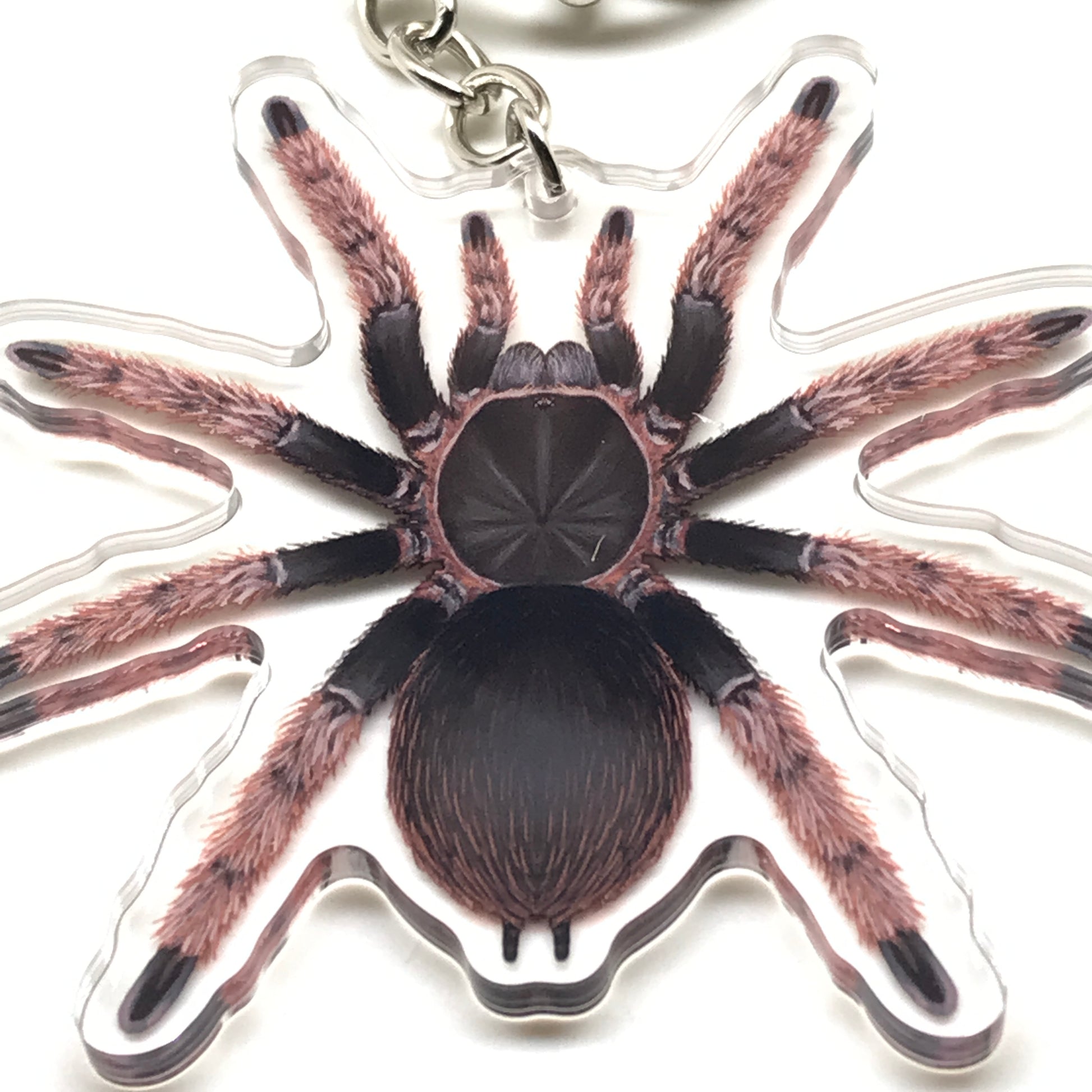 Mexican Pink Tarantula Brachypelma Klaasi acrylic keychain charm with detailed pink and black spider design, new from The Silk Ranch.