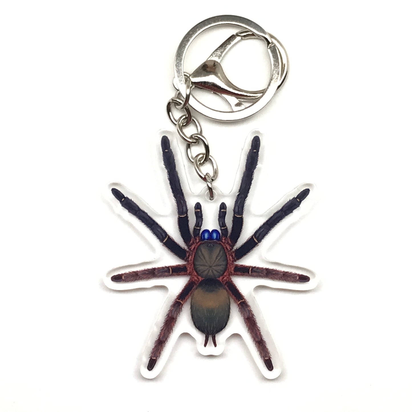 Blue Fang Skeleton Tarantula keychain featuring Ephebopus Cyanognathus acrylic charm with detailed spider design.