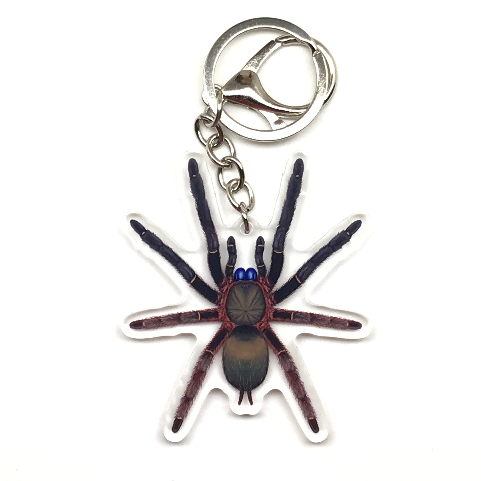 Blue Fang Skeleton Tarantula keychain featuring Ephebopus Cyanognathus acrylic charm with detailed spider design.