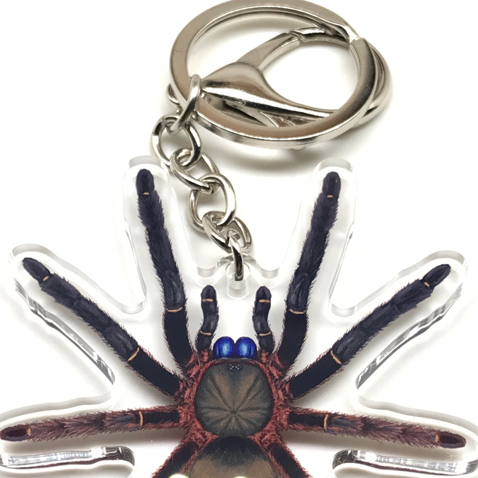 Blue Fang Skeleton Tarantula keychain featuring Ephebopus Cyanognathus acrylic charm with detailed spider design.