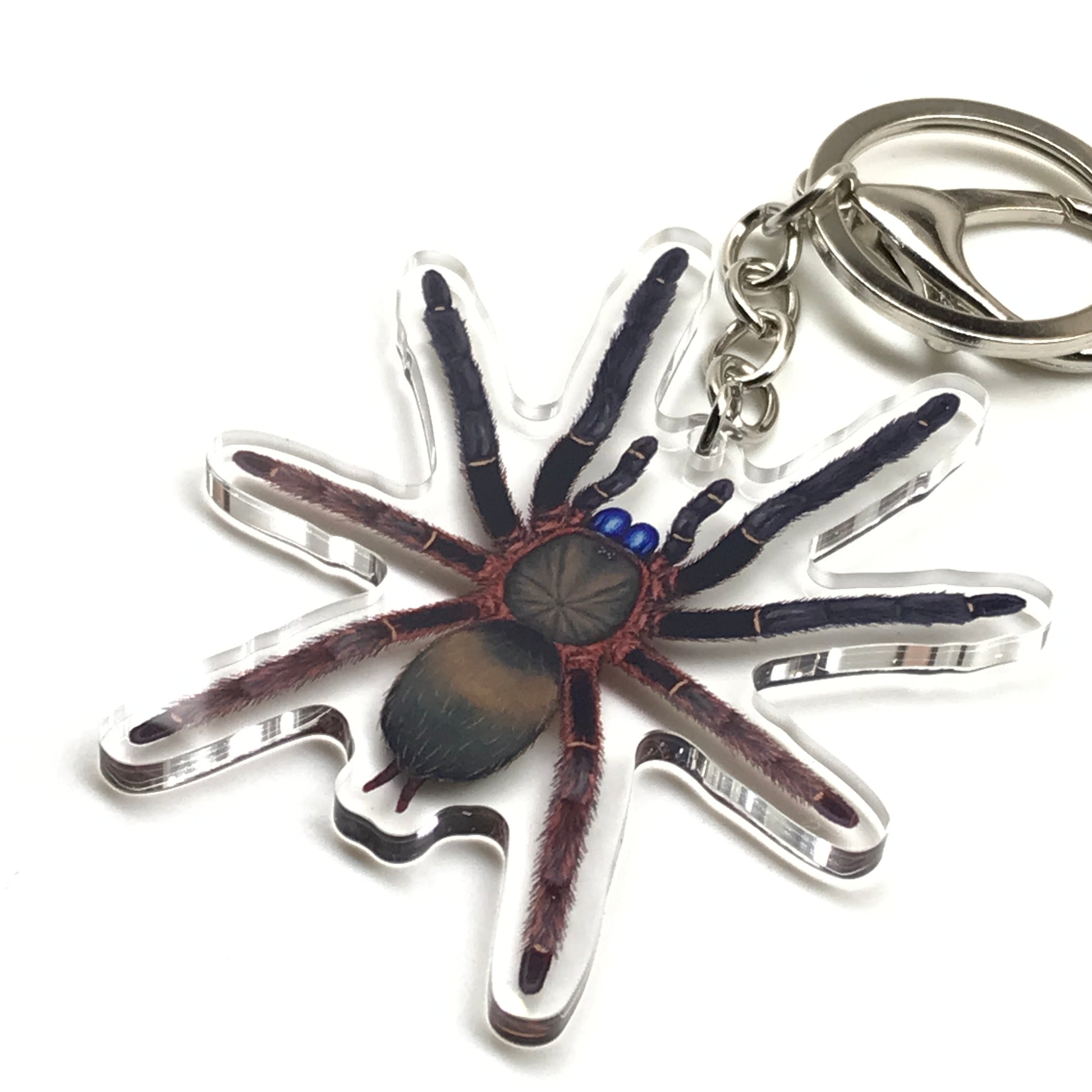 Blue fang skeleton tarantula keychain featuring Ephebopus cyanognathus acrylic charm with detailed spider design.