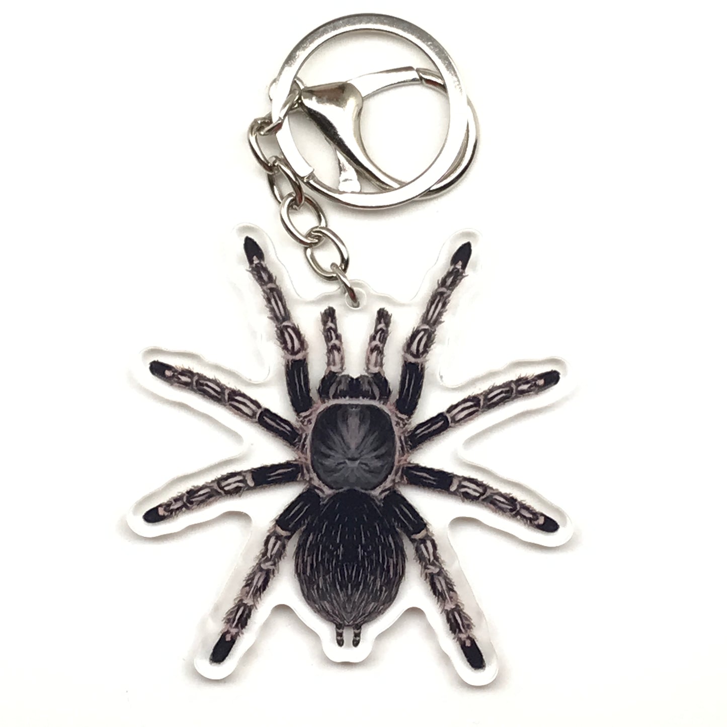 Acrylic keychain featuring a striped-knee tarantula Aphonopelma seemanni design, with vibrant colors and detailed spider illustration.