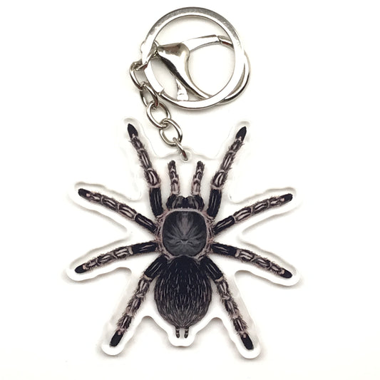Costa Rican Striped-Knee Tarantula Keychain, Aphonopelma Seemanni Acrylic Charm from The Silk Ranch