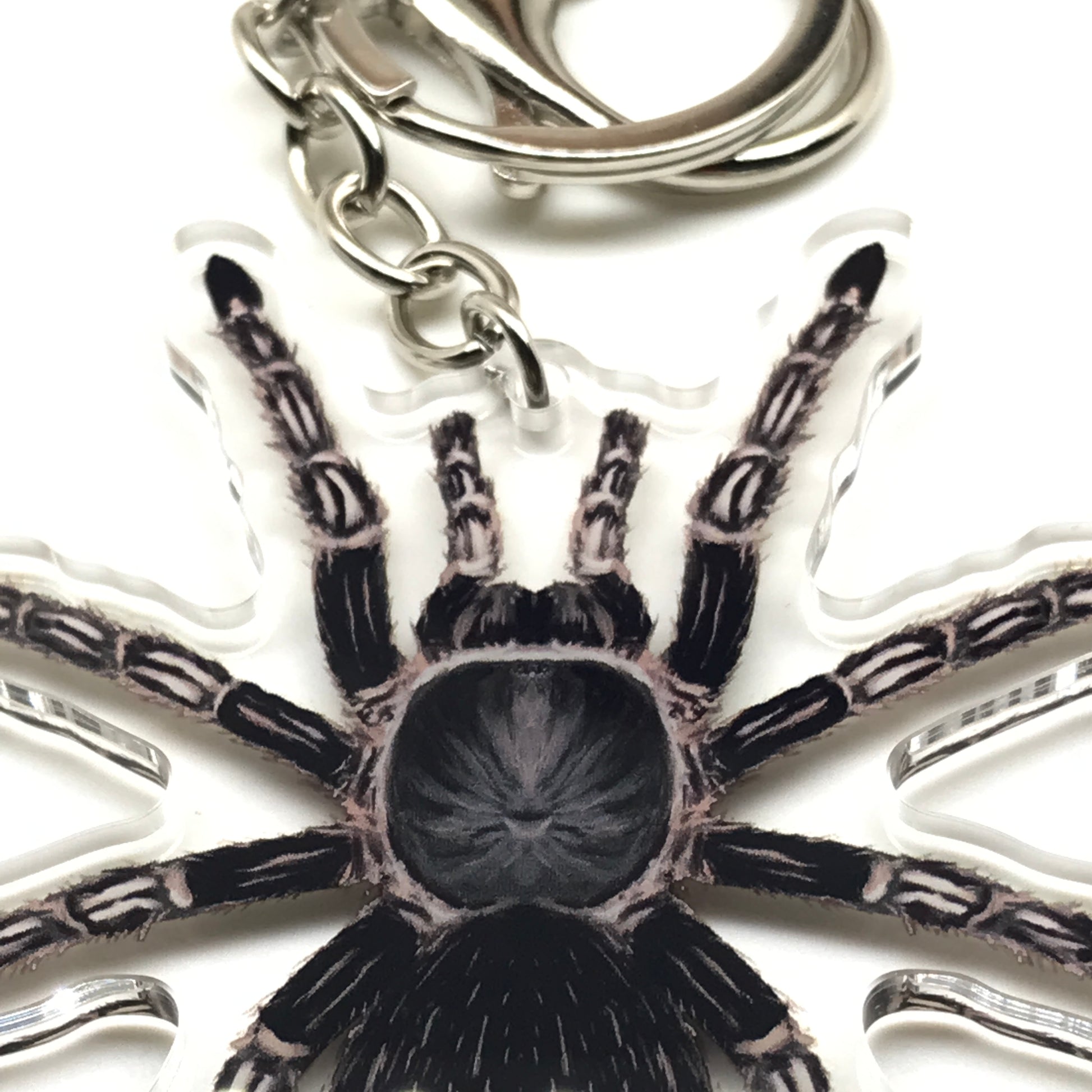 Acrylic keychain featuring a striped-knee tarantula (Aphonopelma seemanni) with colorful details, ideal for insect or arachnid enthusiasts.
