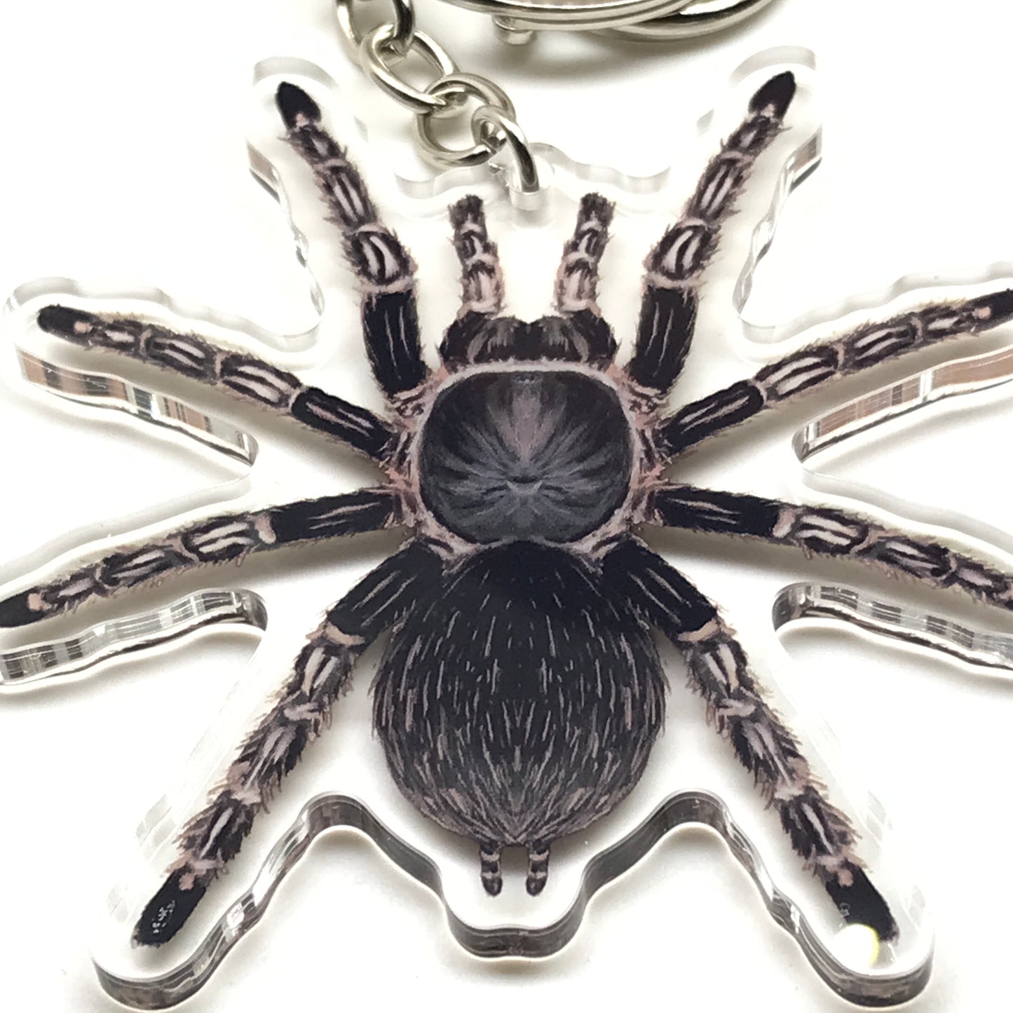 Acrylic keychain featuring a striped-knee Costa Rican tarantula (Aphonopelma Seemanni) with colorful striped legs and body.