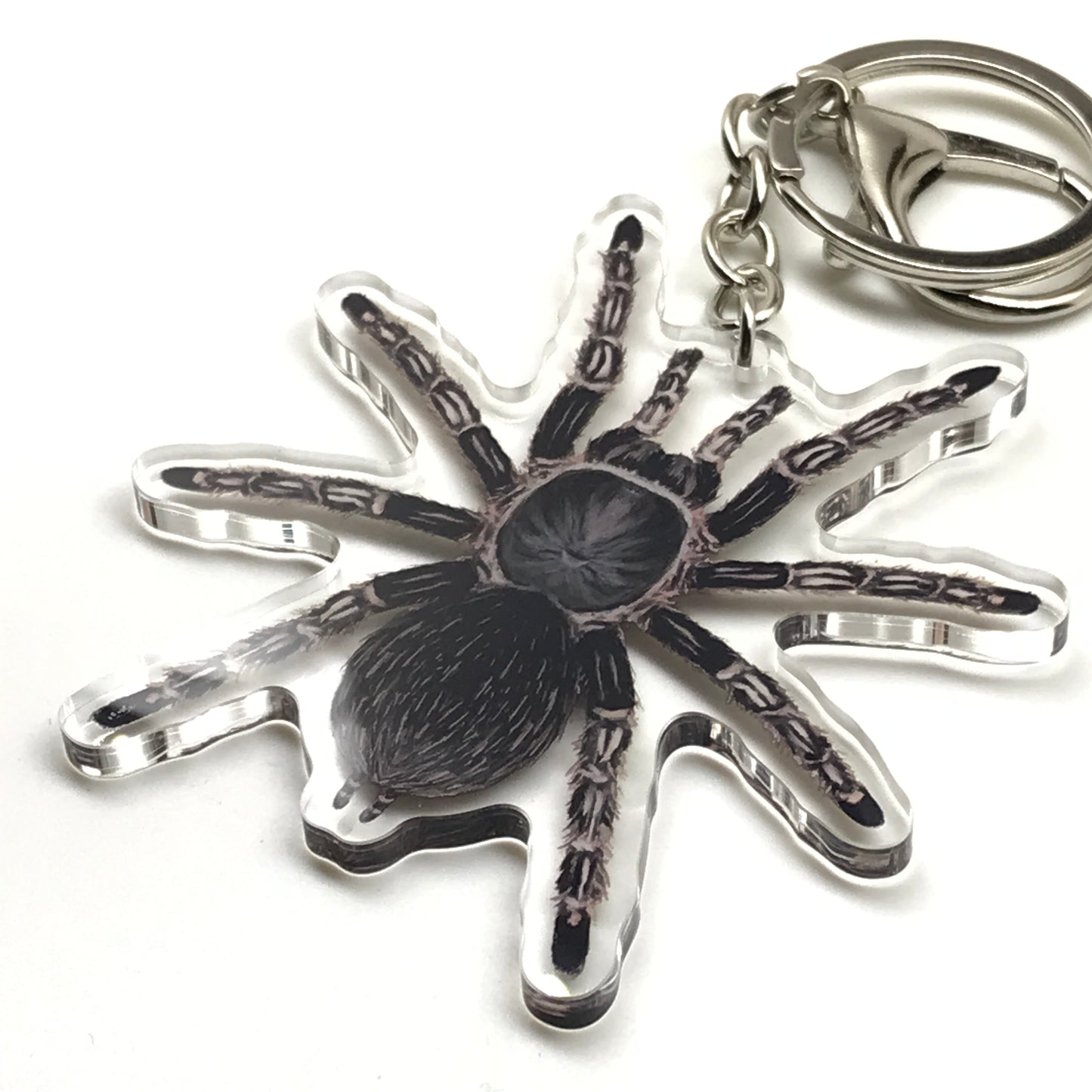 Acrylic keychain featuring a Costa Rican striped-knee tarantula (Aphonopelma seemanni) charm, with detailed black and white stripe pattern.