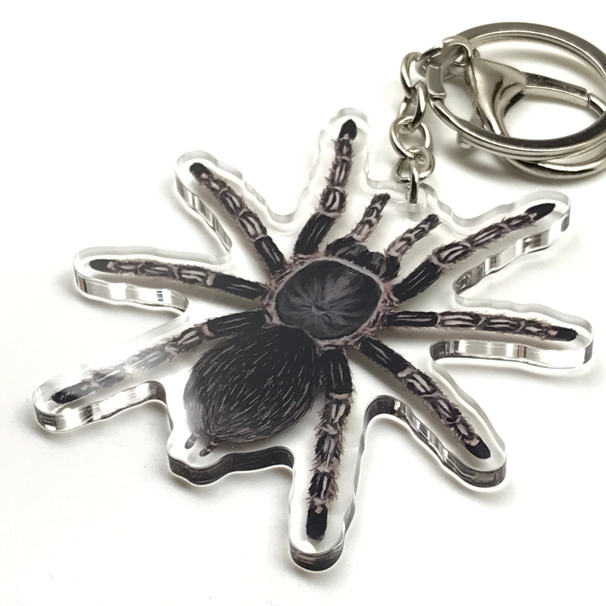 Acrylic keychain featuring a Costa Rican striped-knee tarantula (Aphonopelma seemanni) charm, with detailed black and white stripe pattern.