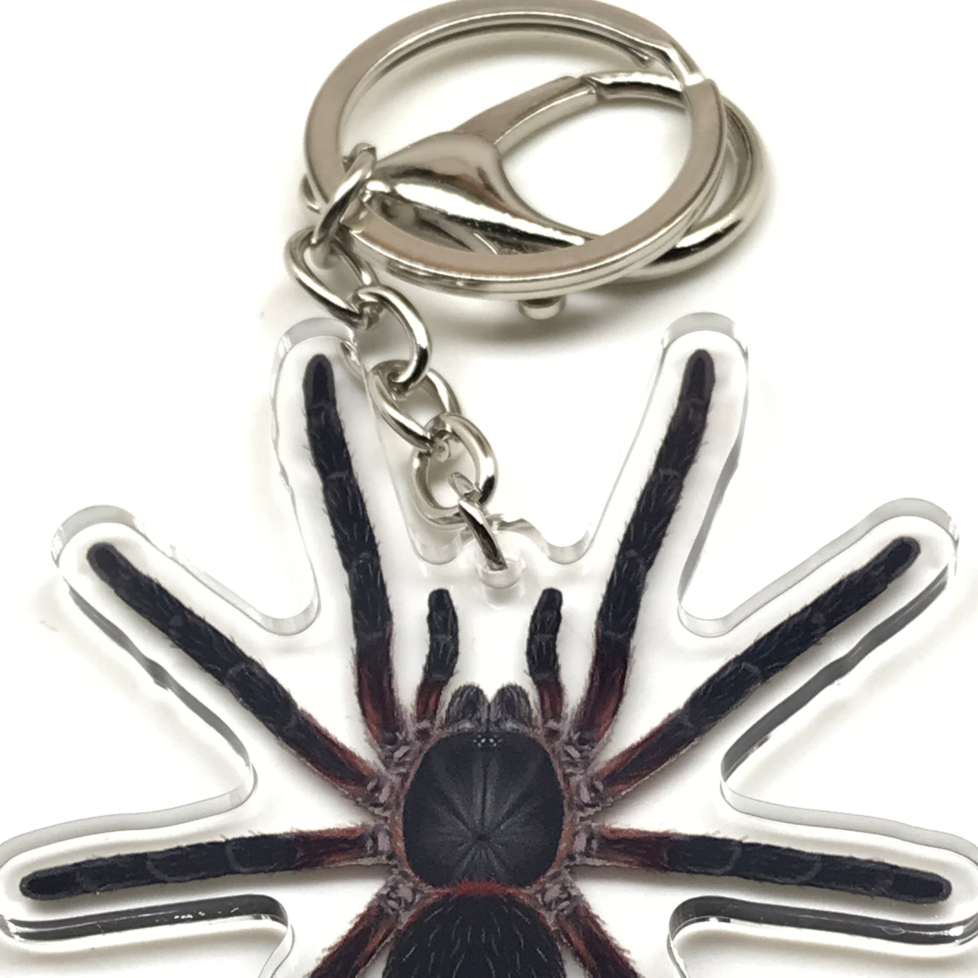 Black Dwarf Beauty Tarantula keychain featuring Dolichothele mineirum acrylic charm on a durable keyring.