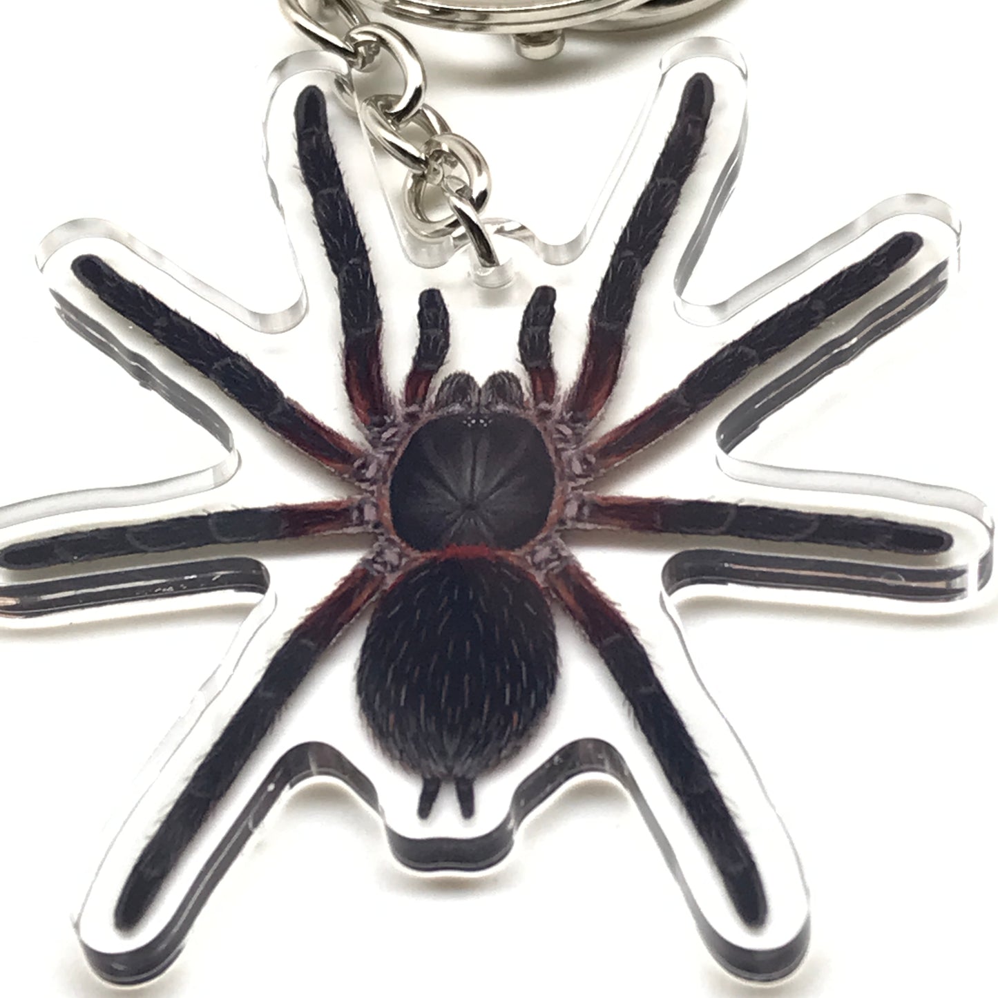 Black Dwarf Beauty Tarantula keychain featuring Dolichothele mineirum acrylic charm on a keyring.