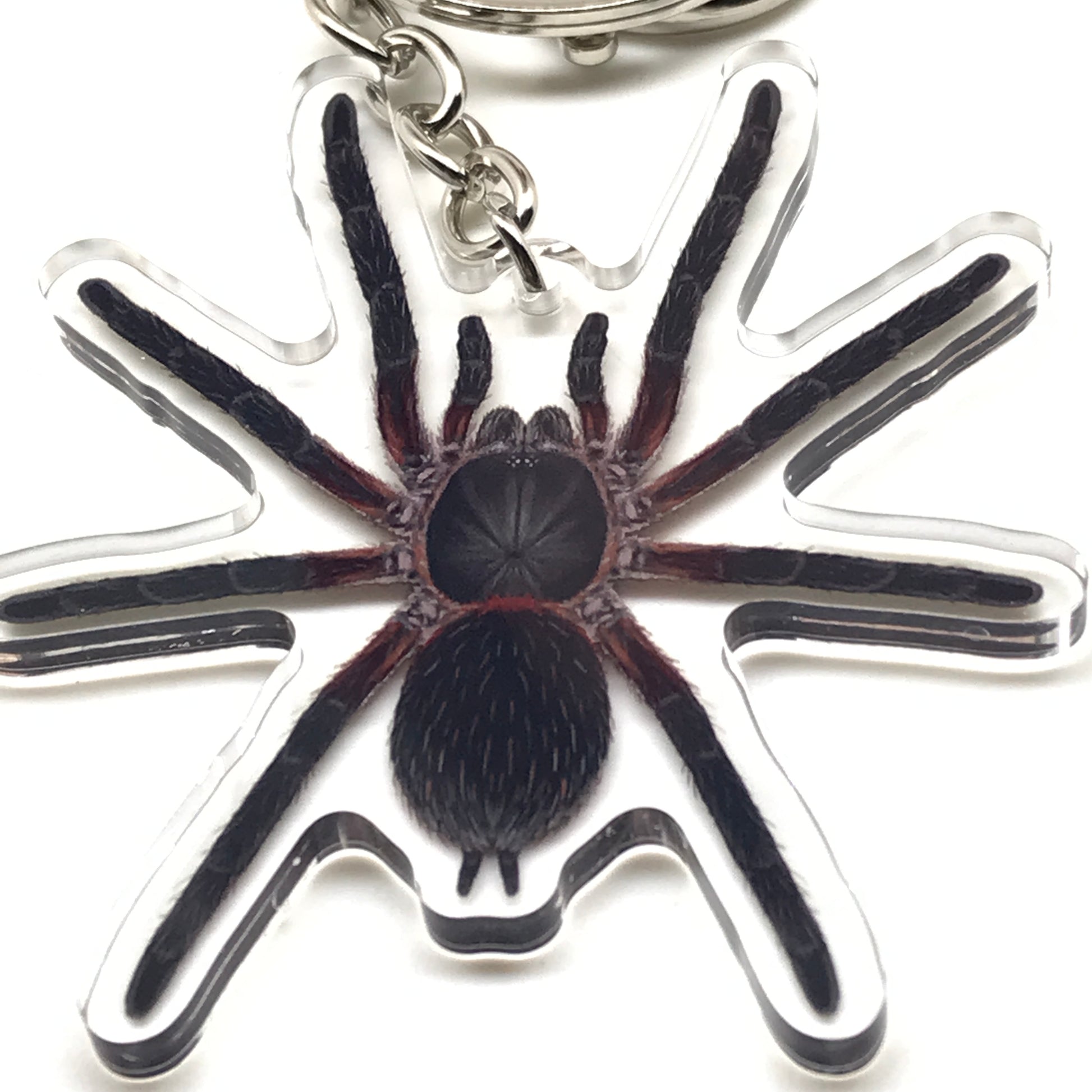Black Dwarf Beauty Tarantula keychain featuring Dolichothele mineirum acrylic charm on a keyring.
