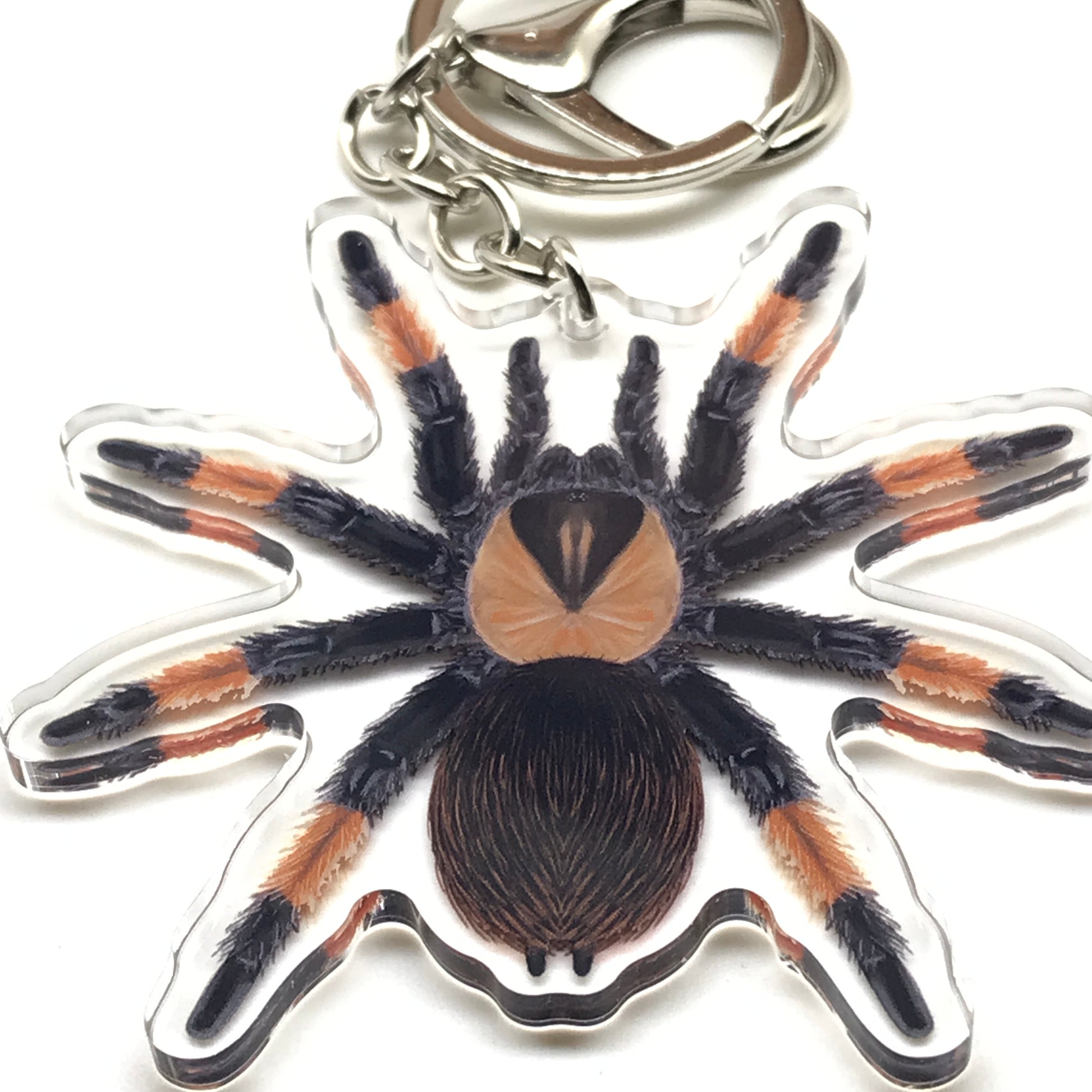 Mexican Red Leg Tarantula acrylic keychain featuring Brachypelma Emilia with vibrant red and black coloring from The Silk Ranch.