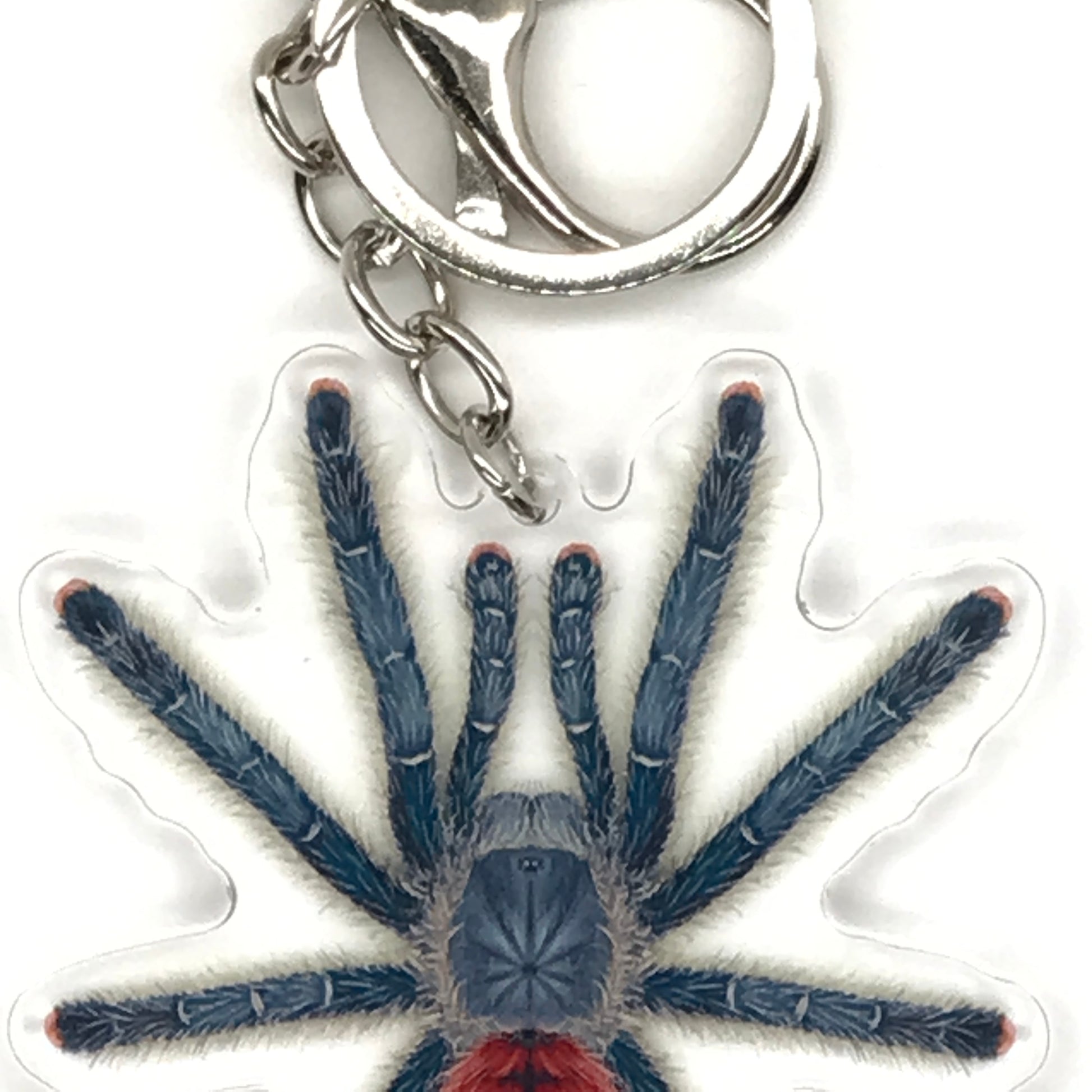Grizzly Pinktoe Tarantula Keychain, Avicularia Variegata Acrylic Charm from The Silk Ranch