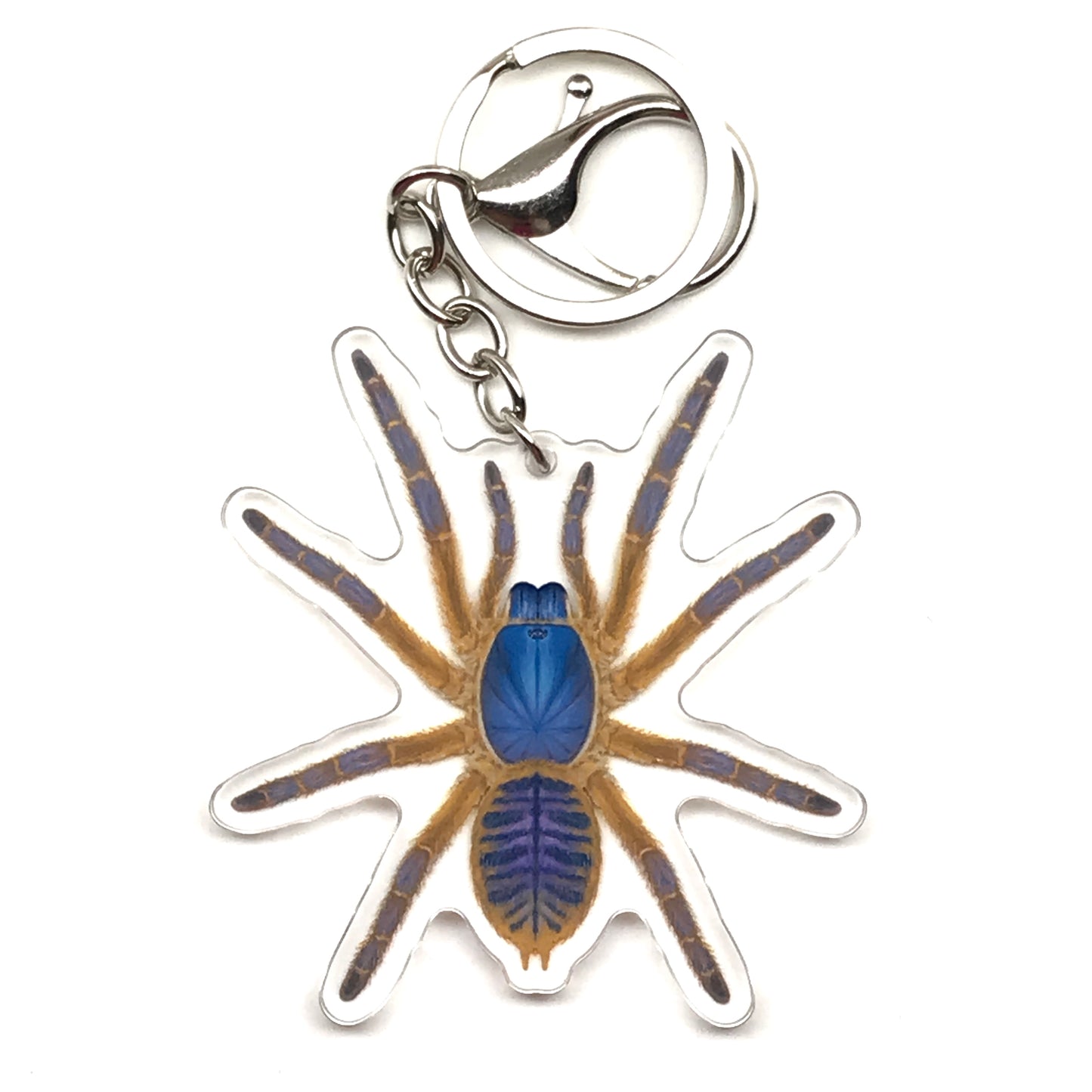 Blue Blaze Tarantula Keychain, Ornithoctoninae Sp. Hon-Sej Acrylic Charm from The Silk Ranch