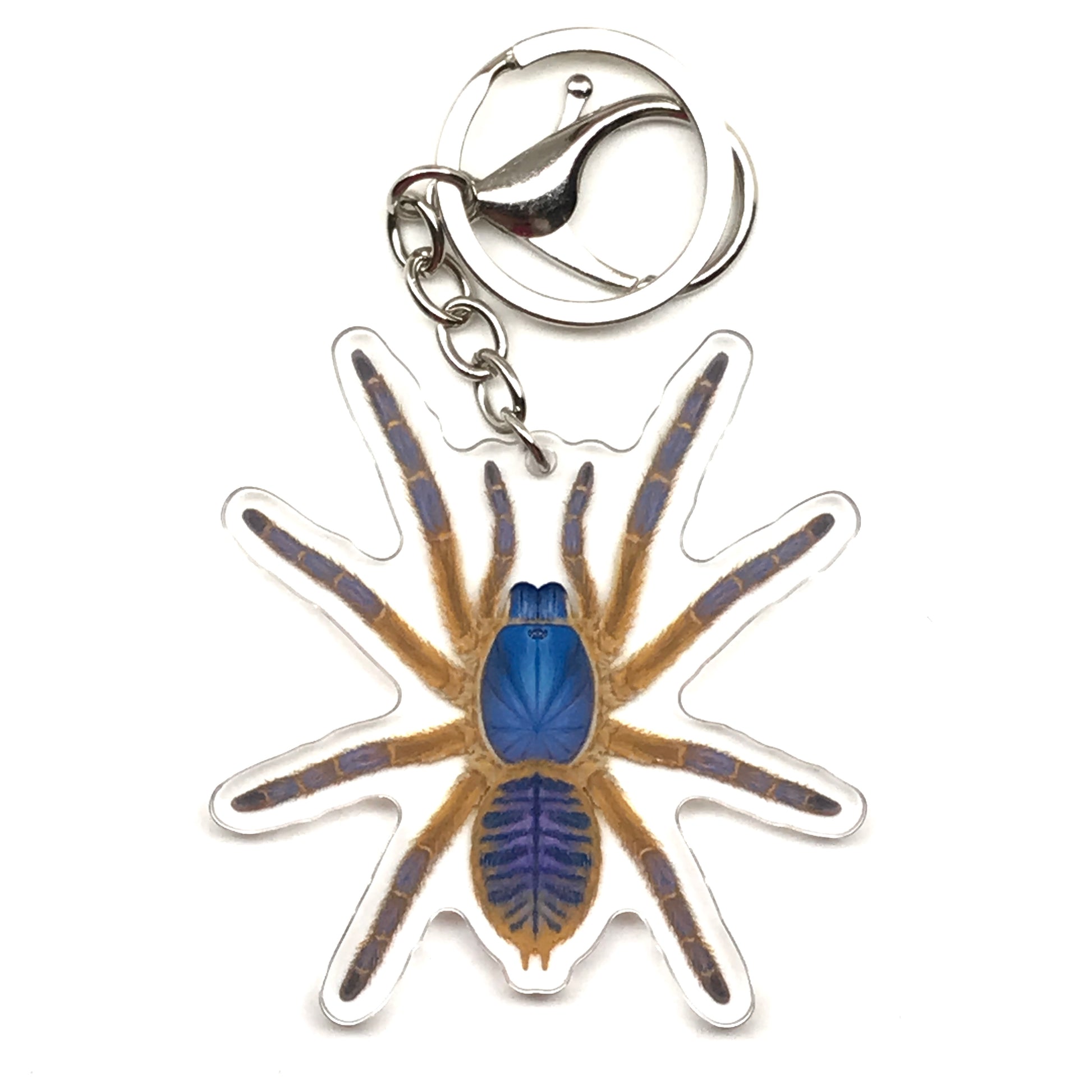 Blue Blaze Tarantula Keychain, Ornithoctoninae Sp. Hon-Sej Acrylic Charm from The Silk Ranch