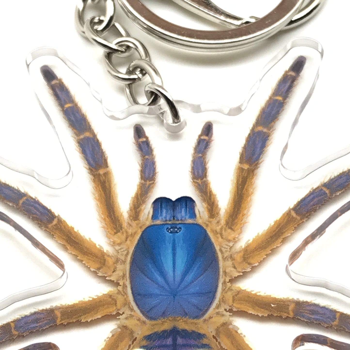Blue Blaze Tarantula Keychain, Ornithoctoninae Sp. Hon-Sej Acrylic Charm from The Silk Ranch