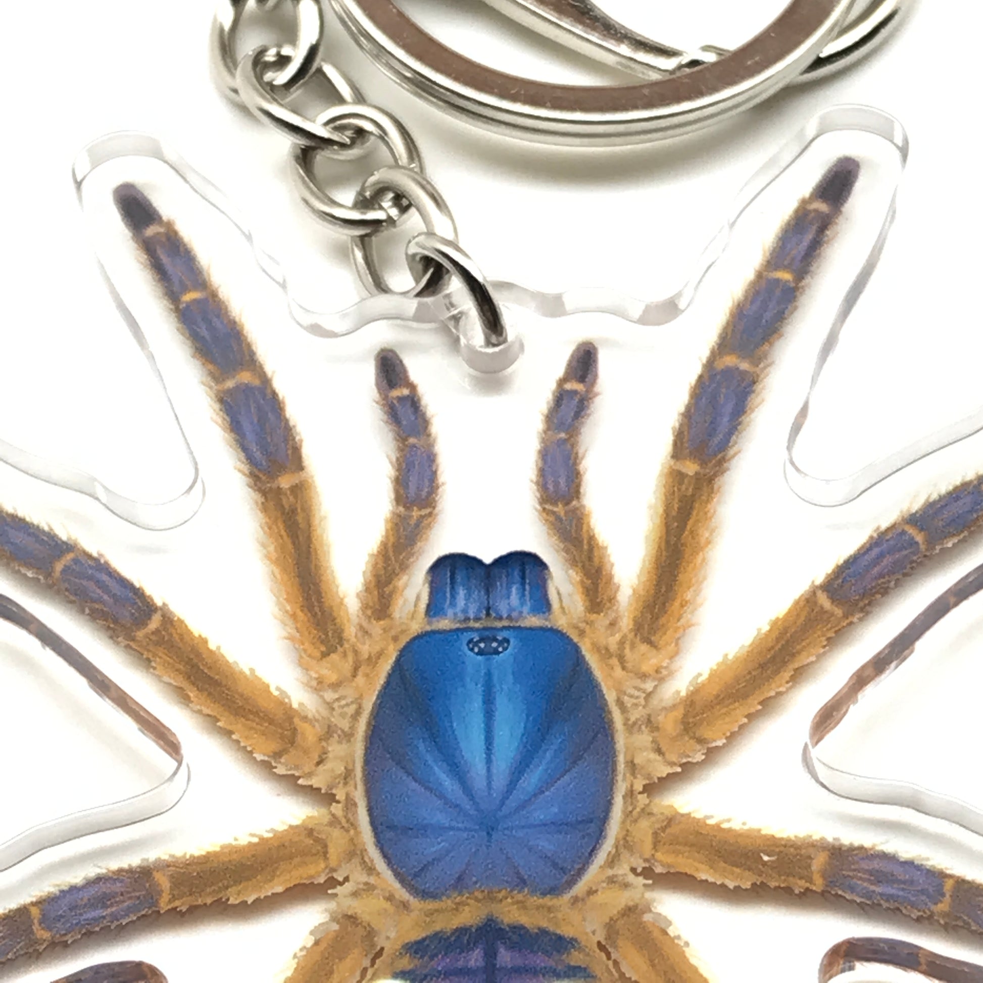 Blue Blaze Tarantula Keychain, Ornithoctoninae Sp. Hon-Sej Acrylic Charm from The Silk Ranch