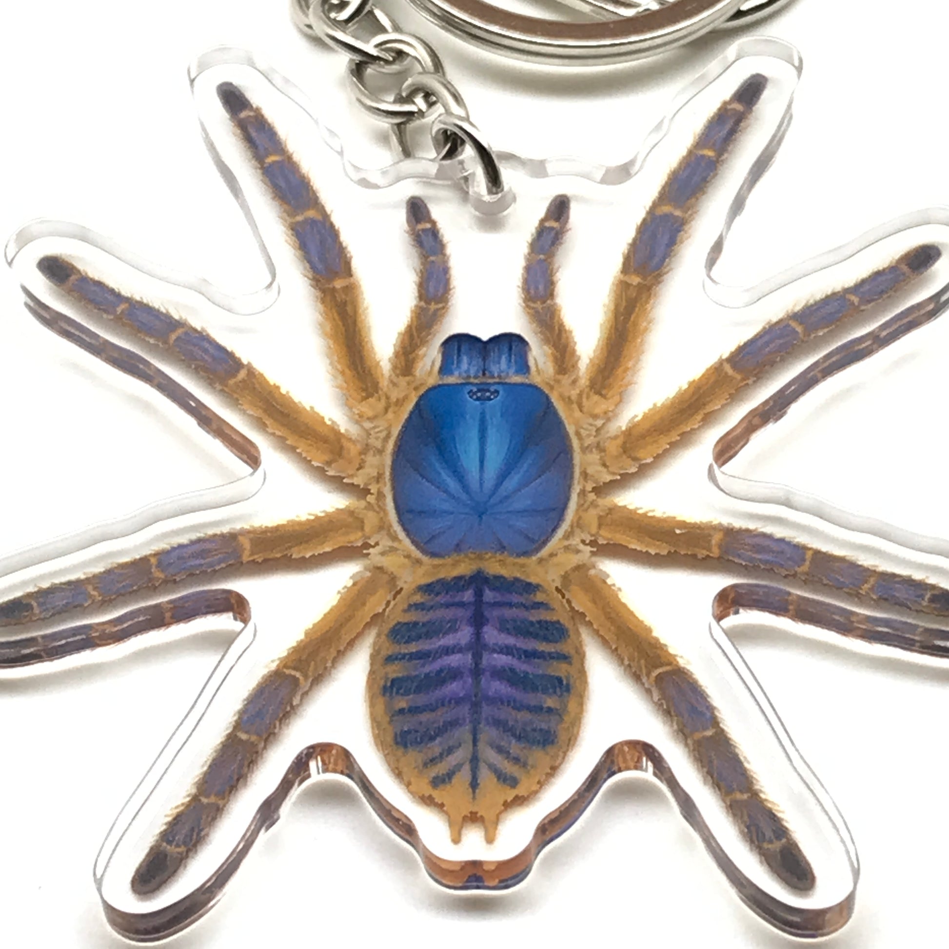 Blue Blaze Tarantula Keychain, Ornithoctoninae Sp. Hon-Sej Acrylic Charm from The Silk Ranch