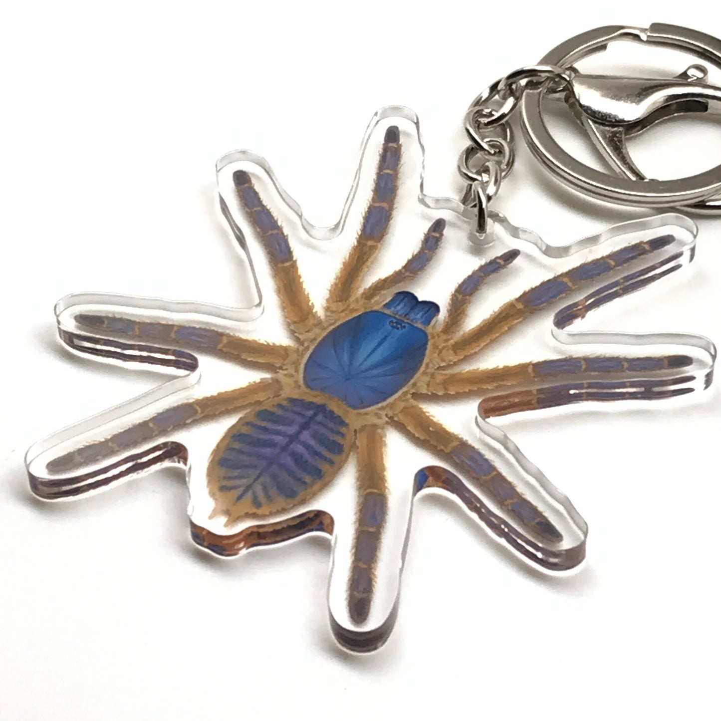 Blue Blaze Tarantula Keychain, Ornithoctoninae Sp. Hon-Sej Acrylic Charm from The Silk Ranch