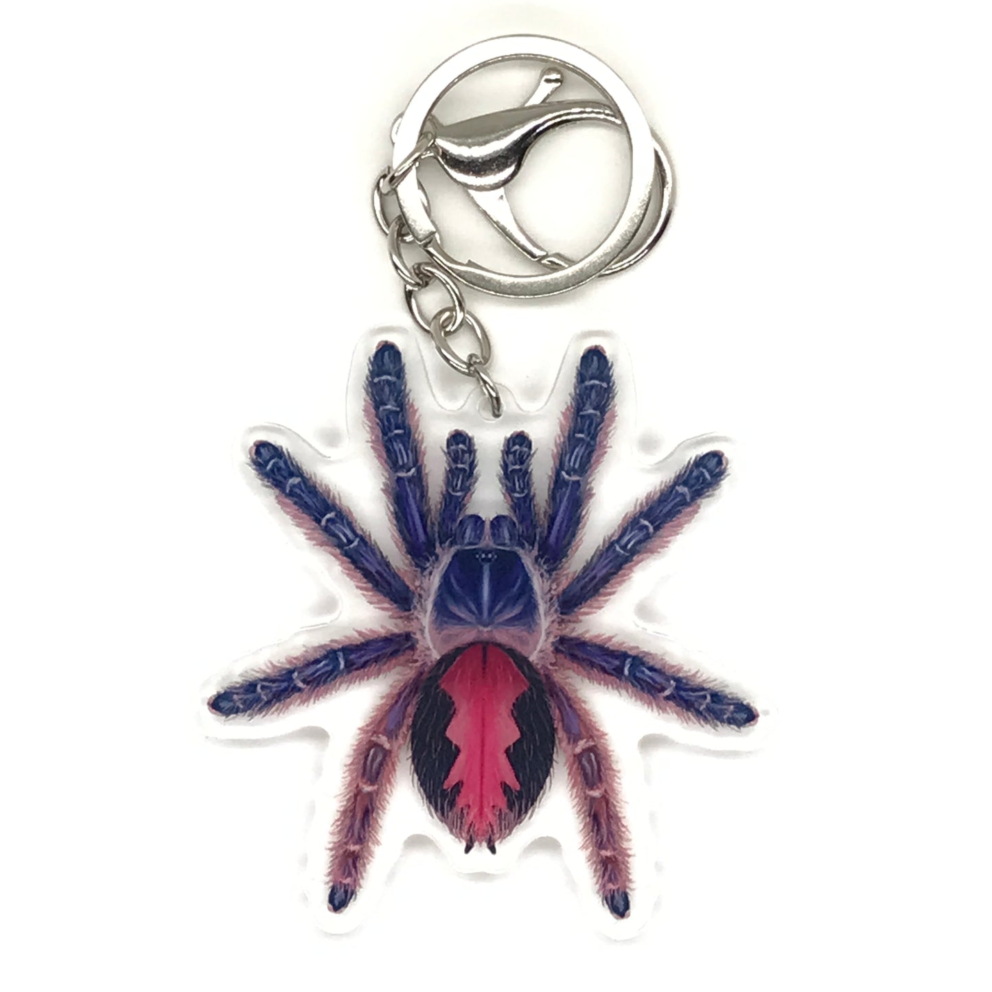 Acrylic charm keychain featuring a Typhochlaena Amma tarantula spider design from The Silk Ranch, with vibrant colors and detailed features.