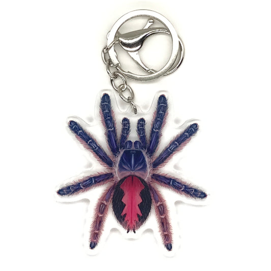 Amma Jewel Tarantula Keychain, Typhochlaena Amma Acrylic Charm from The Silk Ranch