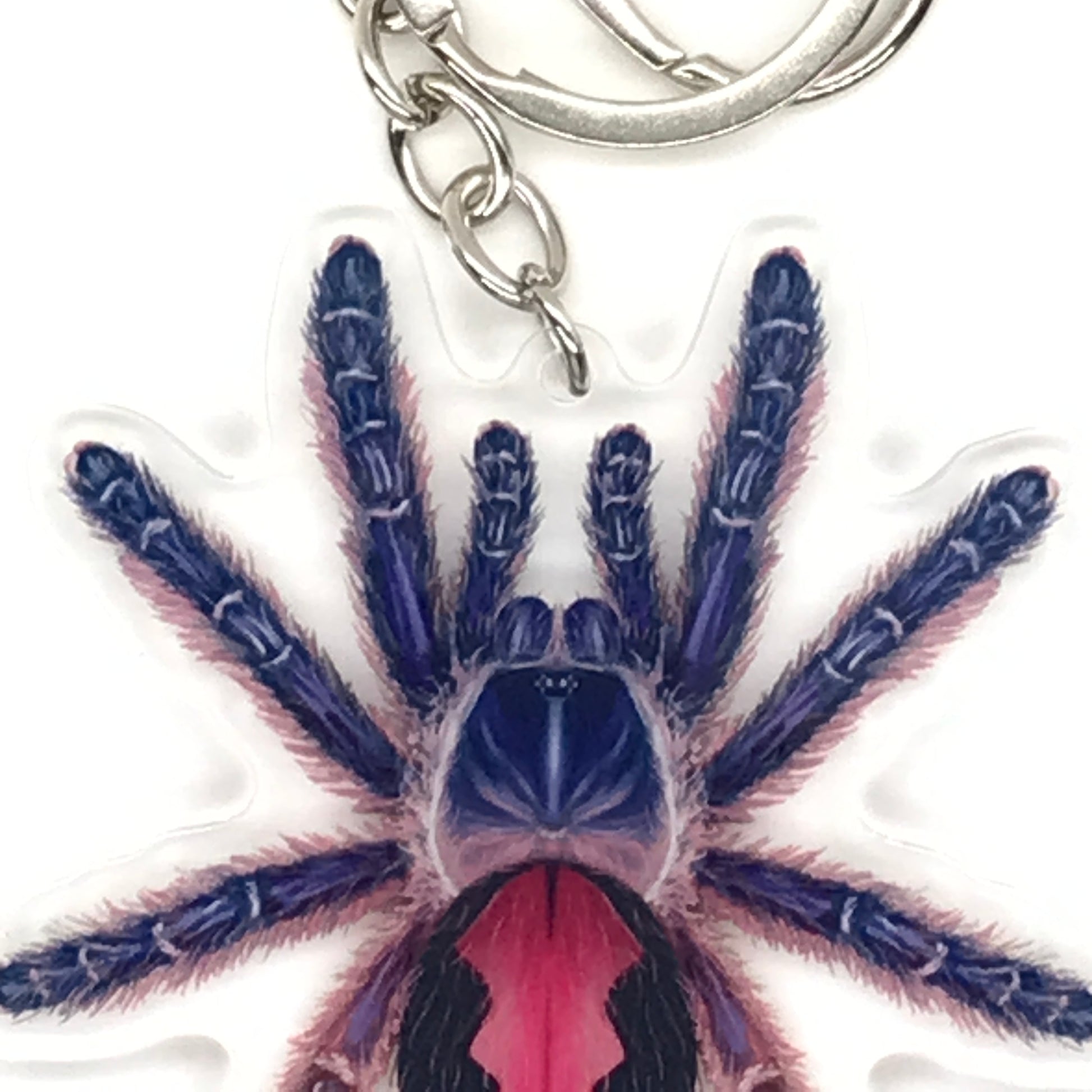 Acrylic Tarantula keychain featuring the Amma Jewel Typhochlaena spider, with detailed black and orange coloring, from The Silk Ranch.