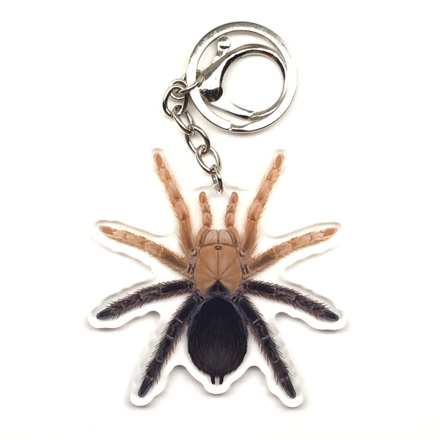 Acrylic keychain featuring a detailed desert diamondback tarantula charm with Aphonopelma sp. diamondback design from The Silk Ranch.