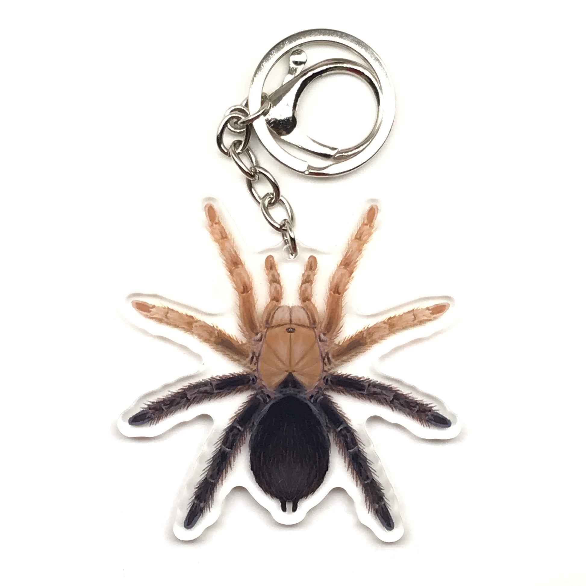 Acrylic keychain featuring a detailed desert diamondback tarantula charm with Aphonopelma sp. diamondback design from The Silk Ranch.