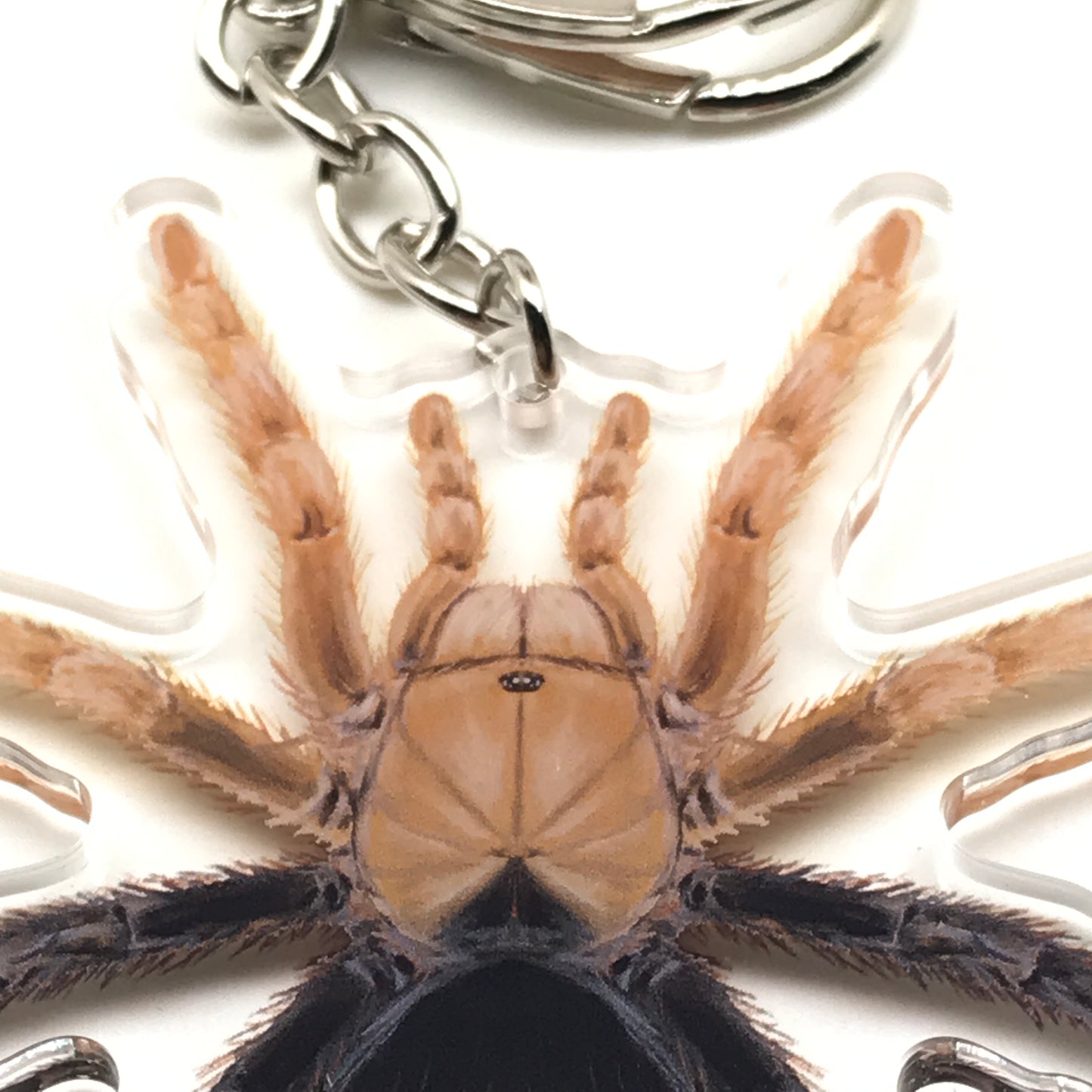 Acrylic keychain featuring a desert diamondback tarantula (Aphonopelma sp.) charm with diamondback detail, by The Silk Ranch.