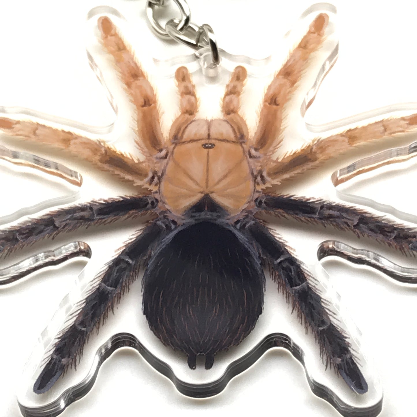 Acrylic keychain featuring a detailed desert diamondback tarantula charm with Aphonopelma sp. diamondback design, attached to a metal keyring.