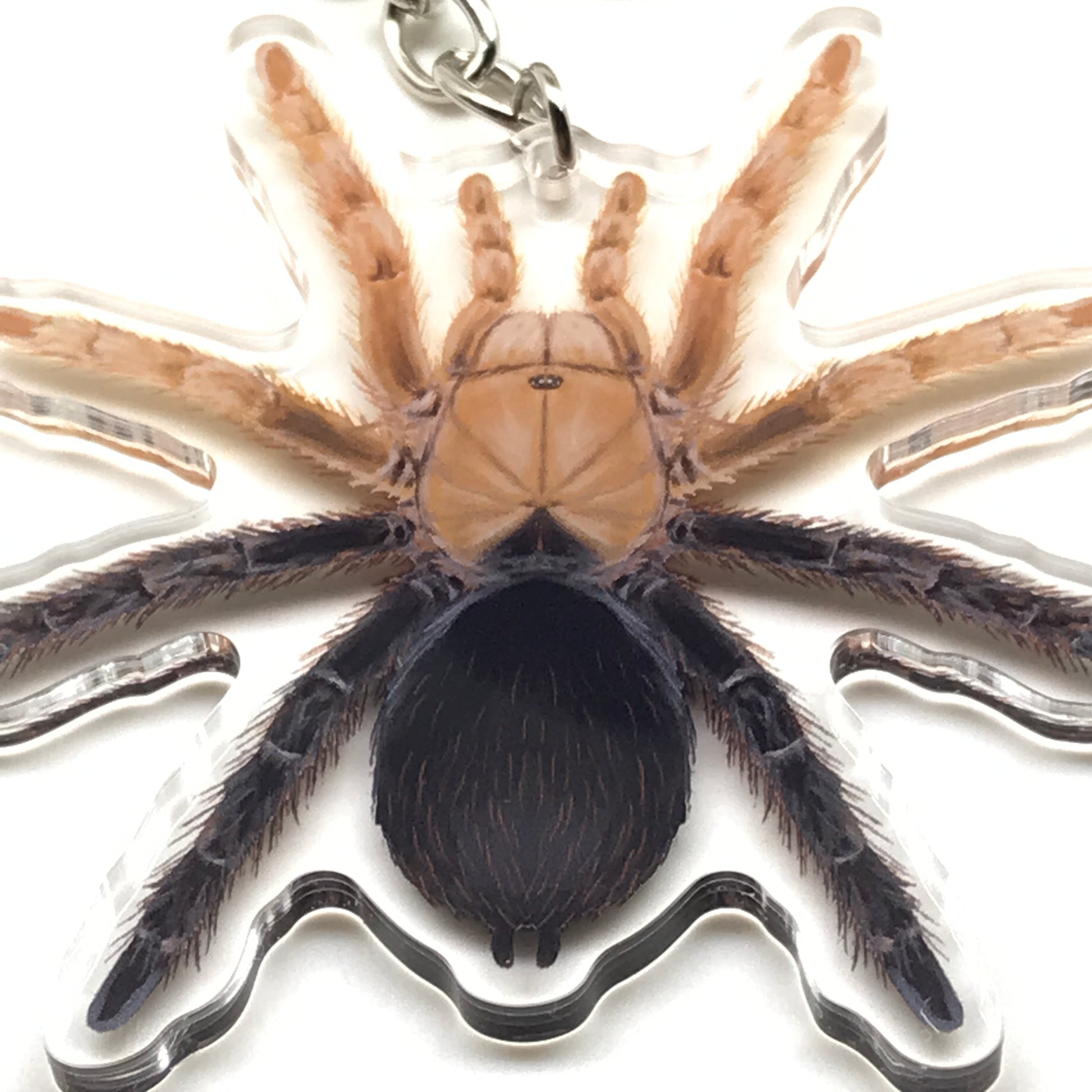 Acrylic keychain featuring a detailed desert diamondback tarantula charm with Aphonopelma sp. diamondback design, attached to a metal keyring.