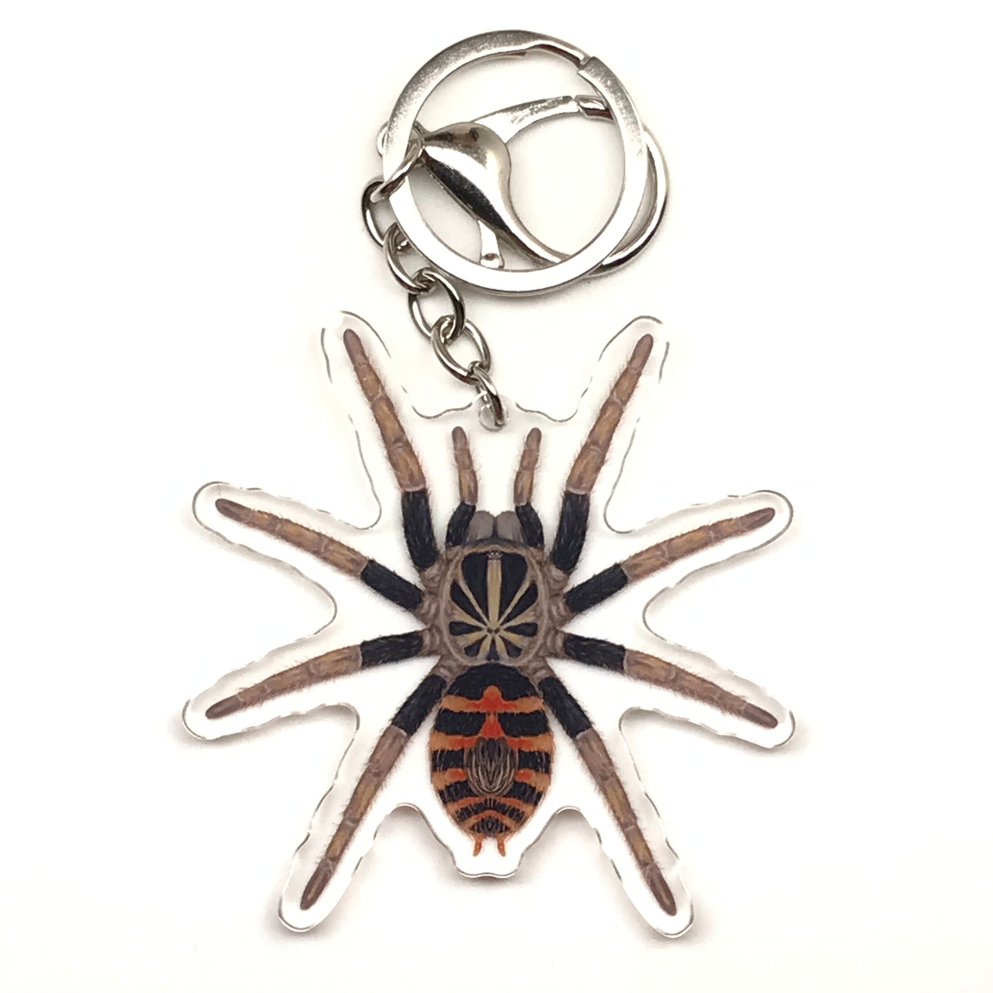 Dwarf Crowned Tiger Tarantula Davus Sp. Chiapas acrylic keychain charm with detailed spider image, from The Silk Ranch.