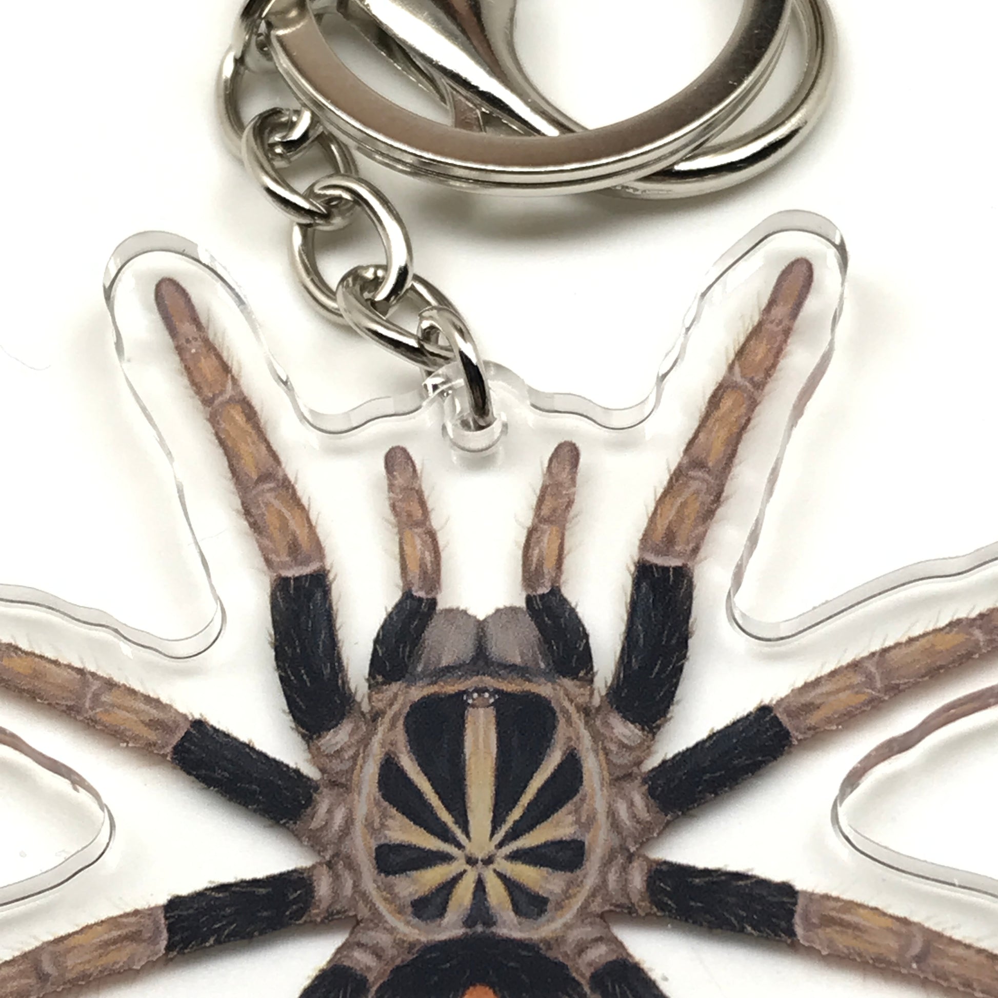Acrylic keychain featuring a Dwarf Crowned Tiger Tarantula (Davus Sp. Chiapas) with detailed illustration, branded by The Silk Ranch.