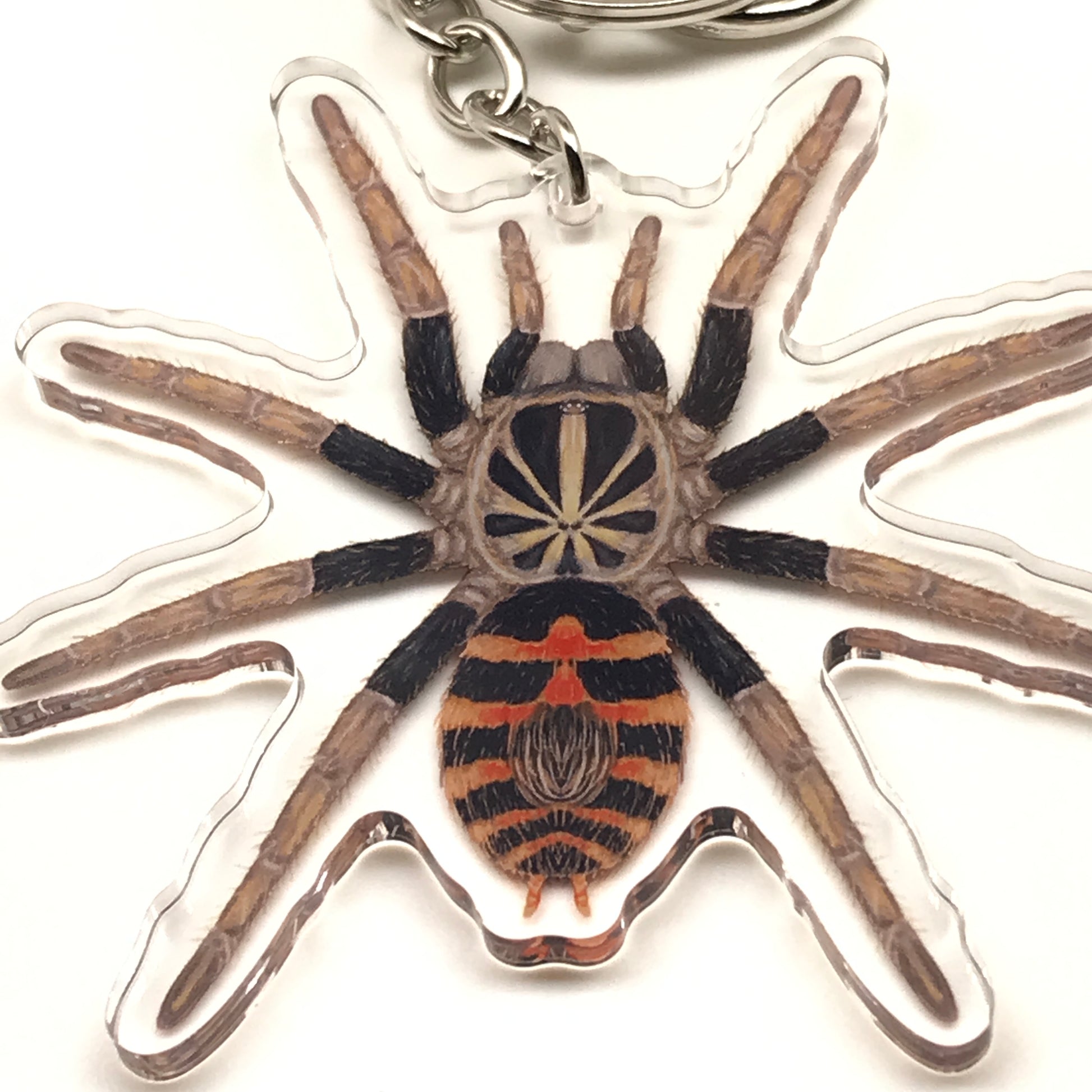 Acrylic charm featuring a Dwarf Crowned Tiger Tarantula (Davus sp. Chiapas) keychain with detailed spider illustration.